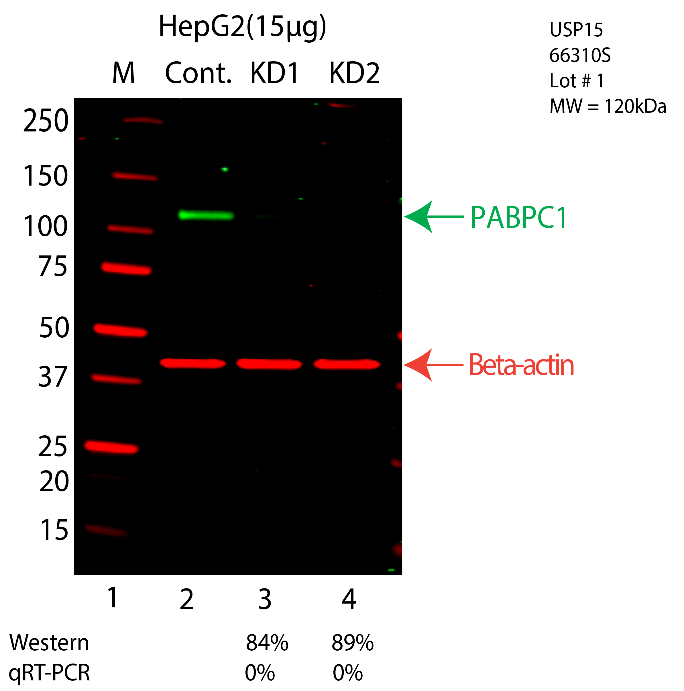 USP15-HEPG2-CRISPR-66310S.png<br>Caption: Western blot following CRISPR against USP15 in HepG2 whole cell lysate using USP15 specific antibody. Lane 1 is a ladder, lane 2 is HepG2 non-targeting control knockdown, lane 3 and 4 are two different CRISPR against USP15. USP15 protein appears as the green arrow, Beta-actin serves as a control and appears in red arrow.