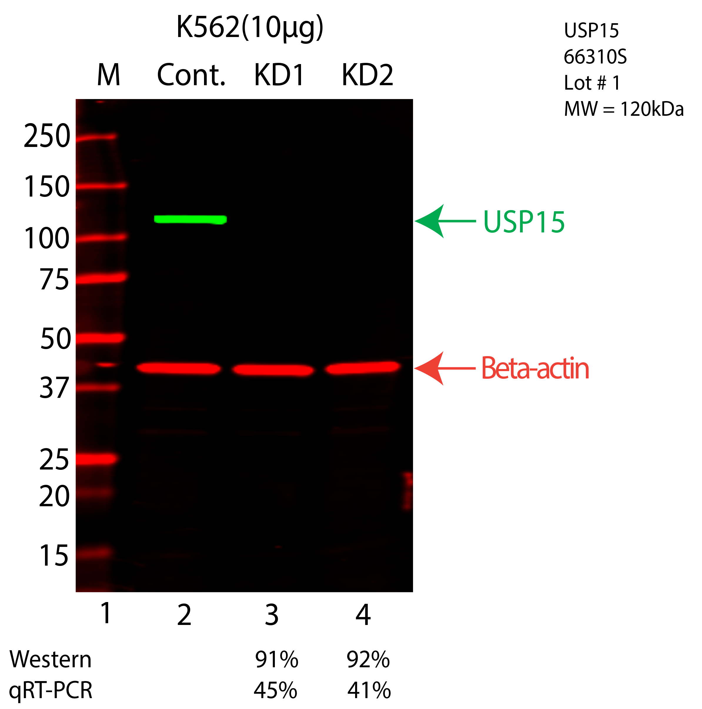 USP15-K562-CRISPR-66310S.png<br>Caption: Western blot following CRISPR against USP15 in K562 whole cell lysate using USP15 specific antibody. Lane 1 is a ladder, lane 2 is K562 non-targeting control knockdown, lane 3 and 4 are two different CRISPR against USP15. USP15 protein appears as the green arrow, Beta-actin serves as a control and appears in red arrow.