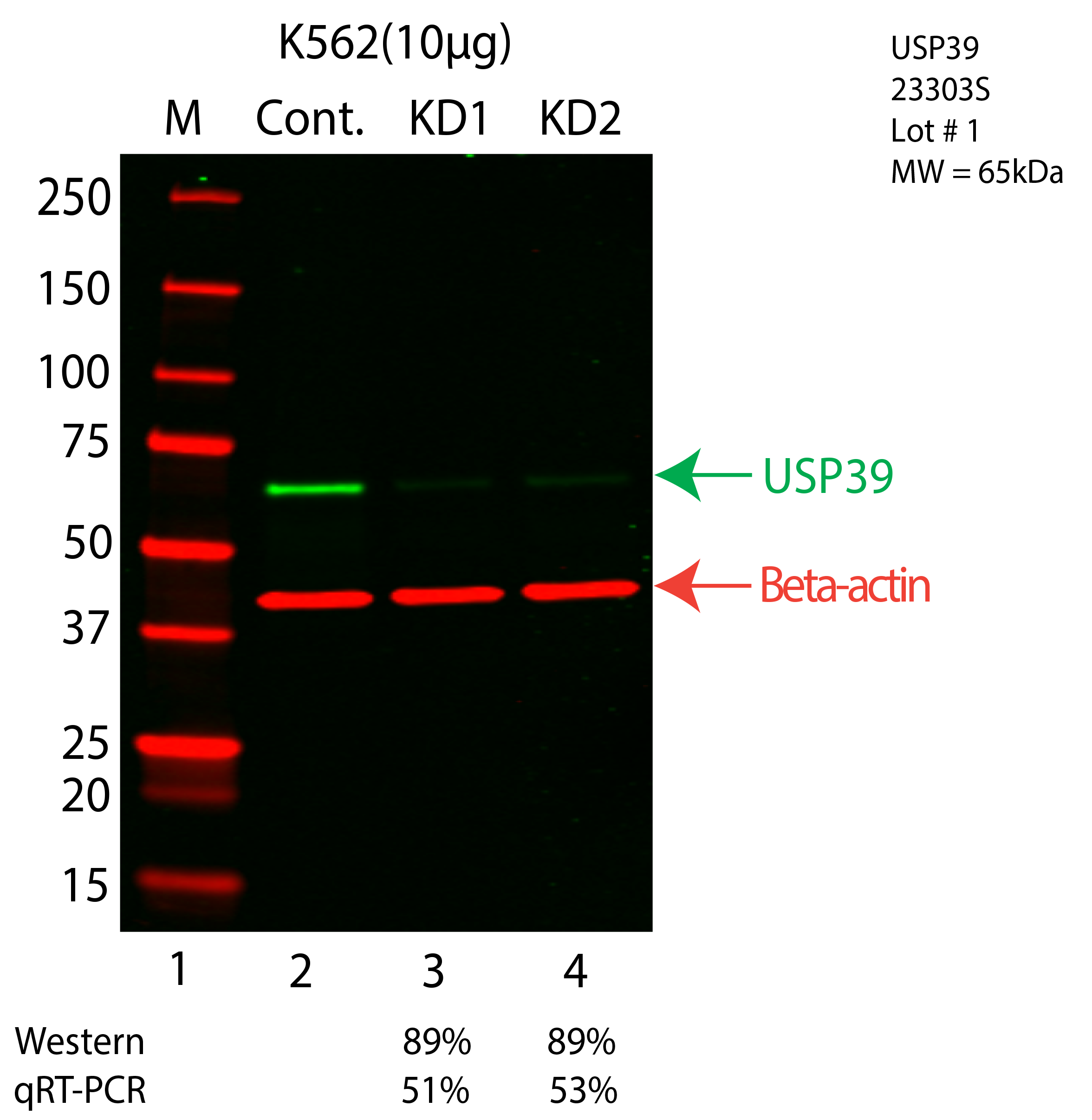 USP39-K562-CRISPR-23303S.png<br>Caption: Western blot following CRISPR against USP39 in K562 whole cell lysate using USP39 specific antibody. Lane 1 is a ladder, lane 2 is K562 non-targeting control knockdown, lane 3 and 4 are two different CRISPR against USP39. USP39 protein appears as the green arrow, Beta-actin serves as a control and appears in red arrow.