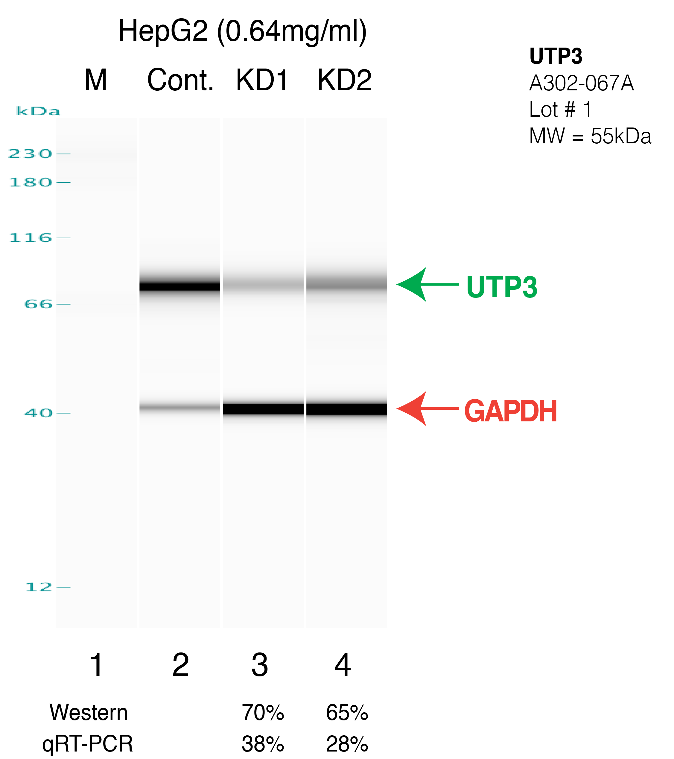 UTP3-HEPG2.png<br>Caption: Western blot following shRNA against UTP3 in HepG2 whole cell lysate using UTP3 specific antibody. Lane 1 is a ladder, lane 2 is HepG2 non-targeting control knockdown, lane 3 and 4 are two different shRNAs against UTP3. UTP3 protein appears as the green arrow, GAPDH serves as a control and appears in red arrow.