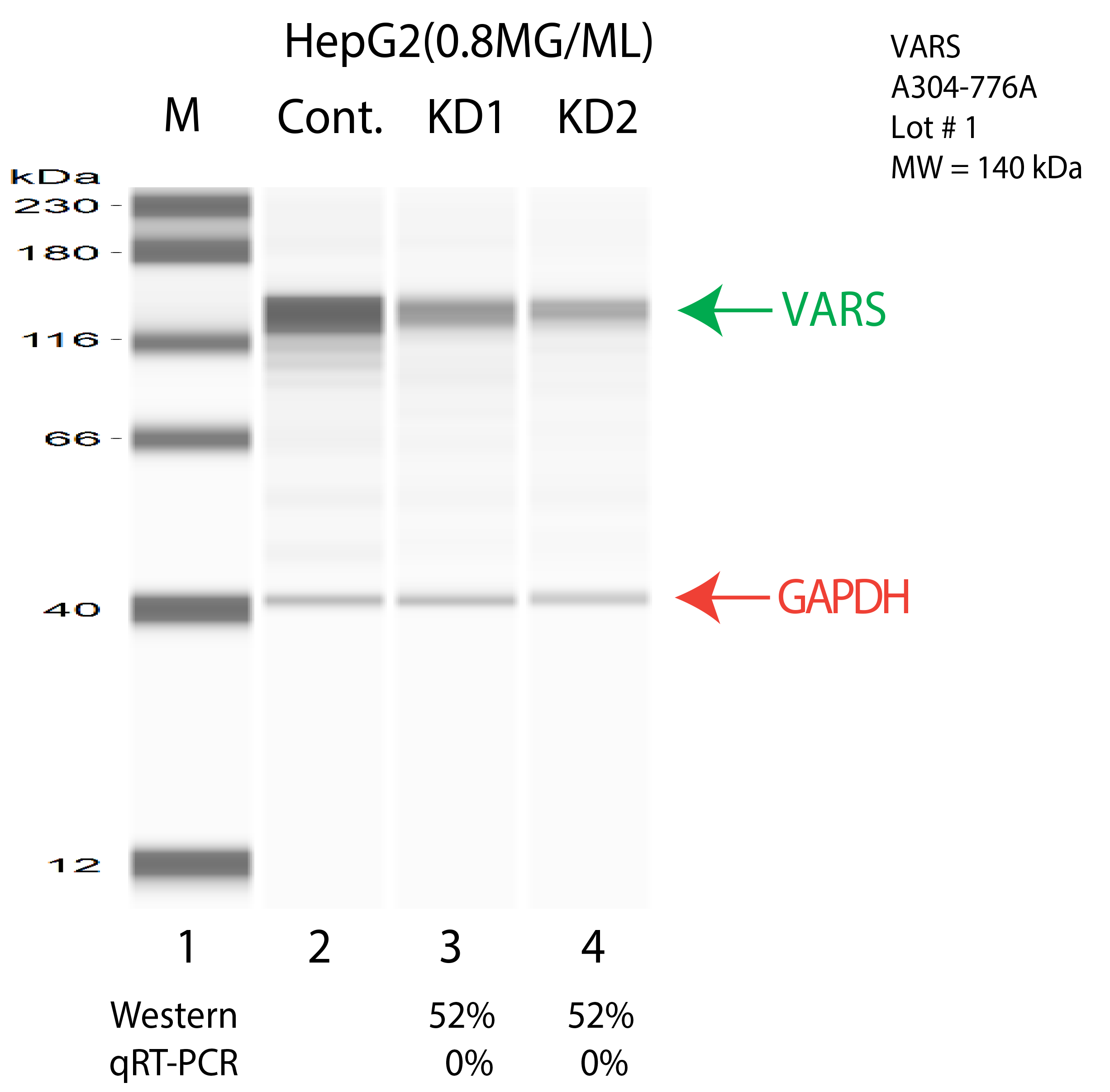 VARS-HEPG2-CRISPR-A304-776A.png<br>Caption: Western blot following CRISPR against VARS in HepG2 whole cell lysate using VARS specific antibody. Lane 1 is a ladder, lane 2 is HepG2 non-targeting control knockdown, lane 3 and 4 are two different CRISPR against VARS. VARS protein appears as the green arrow, GAPDH serves as a control and appears in red arrow.