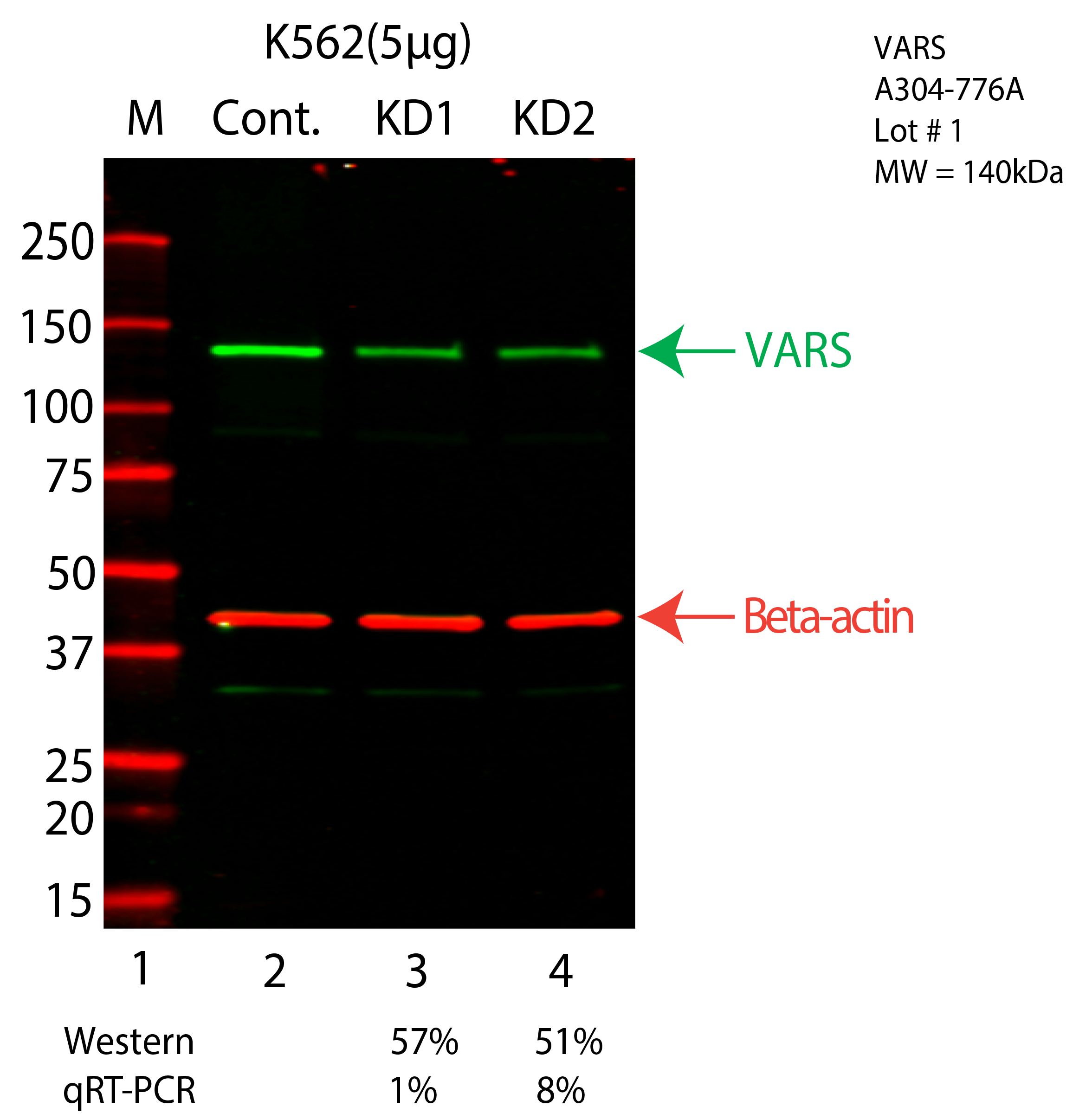 VARS-K562-CRISPR-A304-776A.png<br>Caption: Western blot following CRISPR against VARS in K562 whole cell lysate using VARS specific antibody. Lane 1 is a ladder, lane 2 is K562 non-targeting control knockdown, lane 3 and 4 are two different CRISPR against VARS. VARS protein appears as the green arrow, Beta-actin serves as a control and appears in red arrow.