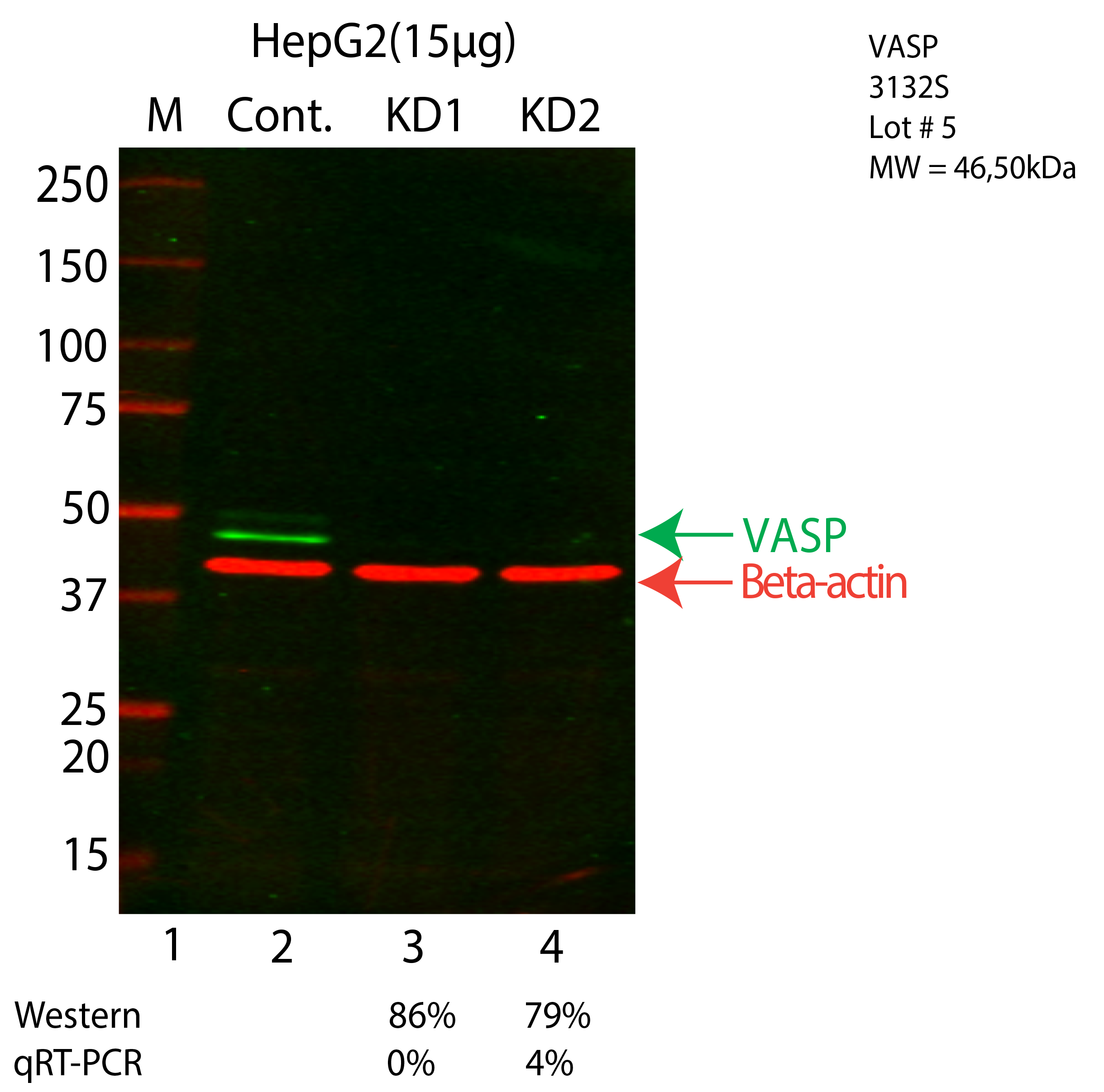 VASP-HEPG2-CRISPR-3132S.png<br>Caption: Western blot following CRISPR against VASP in HepG2 whole cell lysate using VASP specific antibody. Lane 1 is a ladder, lane 2 is HepG2 non-targeting control knockdown, lane 3 and 4 are two different CRISPR against VASP. VASP protein appears as the green arrow, Beta-actin serves as a control and appears in red arrow.