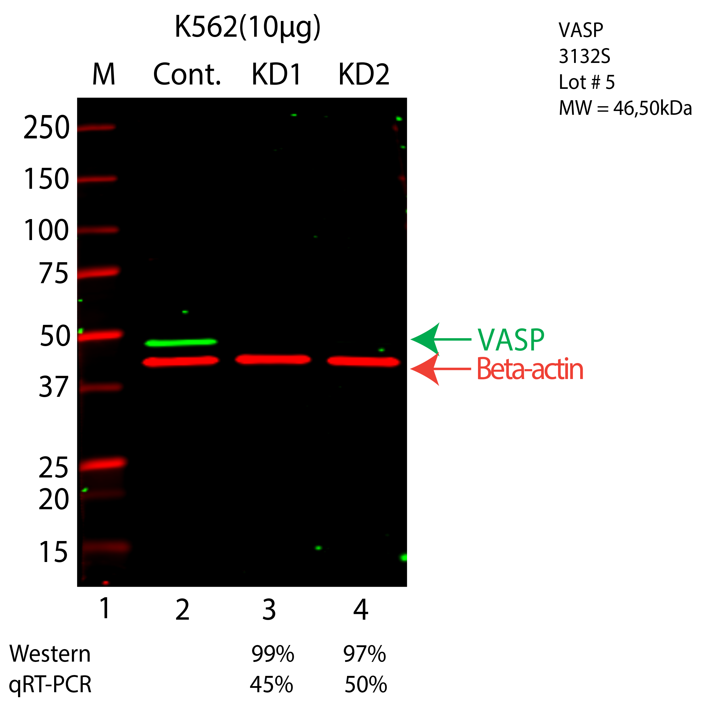 VASP-K562-CRISPR-3132S.png<br>Caption: Western blot following CRISPR against VASP in K562 whole cell lysate using VASP specific antibody. Lane 1 is a ladder, lane 2 is K562 non-targeting control knockdown, lane 3 and 4 are two different CRISPR against VASP. VASP protein appears as the green arrow, Beta-actin serves as a control and appears in red arrow.