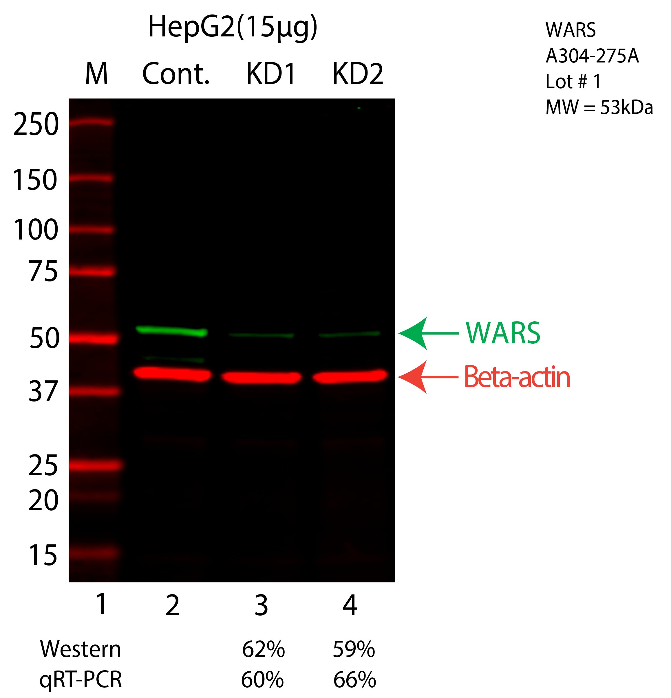 WARS-HEPG2-CRISPR-A304-275A.png<br>Caption: Western blot following CRISPR against WARS in HepG2 whole cell lysate using WARS specific antibody. Lane 1 is a ladder, lane 2 is HepG2 non-targeting control knockdown, lane 3 and 4 are two different CRISPR against WARS. WARS protein appears as the green arrow, Beta-actin serves as a control and appears in red arrow.