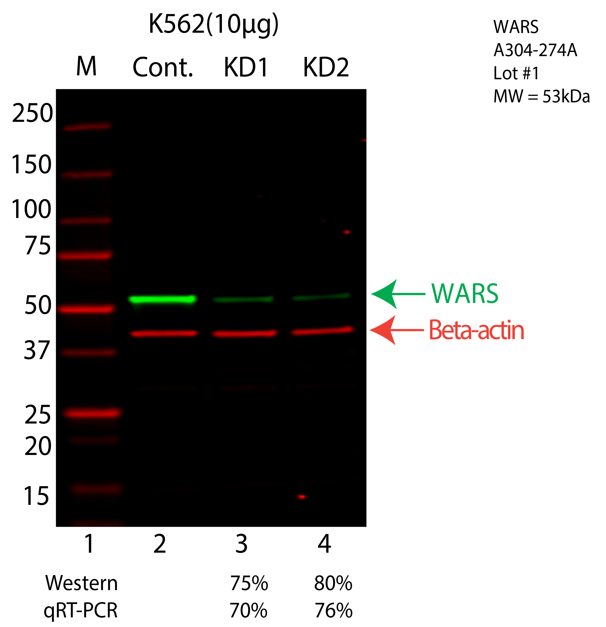 WARS-K562-CRISPR-A304-274A.png<br>Caption: Western blot following CRISPR against WARS in K562 whole cell lysate using WARS specific antibody. Lane 1 is a ladder, lane 2 is K562 non-targeting control knockdown, lane 3 and 4 are two different CRISPR against WARS. WARS protein appears as the green arrow, Beta-actin serves as a control and appears in red arrow.