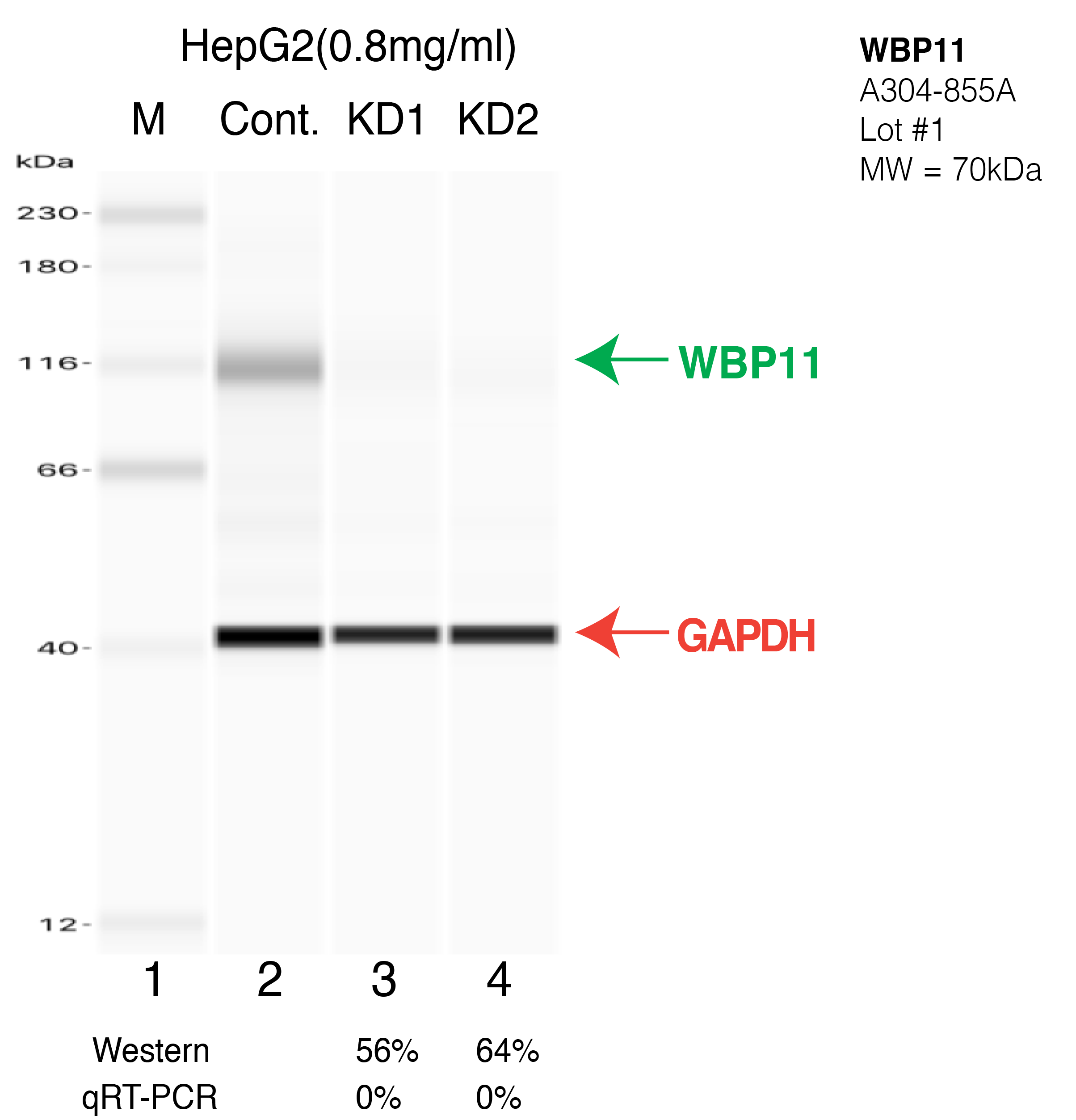 WBP11-HEPG2-CRISPR-A304-855A.png<br>Caption: Western blot following CRISPR against WBP11 in HepG2 whole cell lysate using WBP11 specific antibody. Lane 1 is a ladder, lane 2 is HepG2 non-targeting control knockdown, lane 3 and 4 are two different CRISPR against WBP11. WBP11 protein appears as the green arrow, GAPDH serves as a control and appears in red arrow.