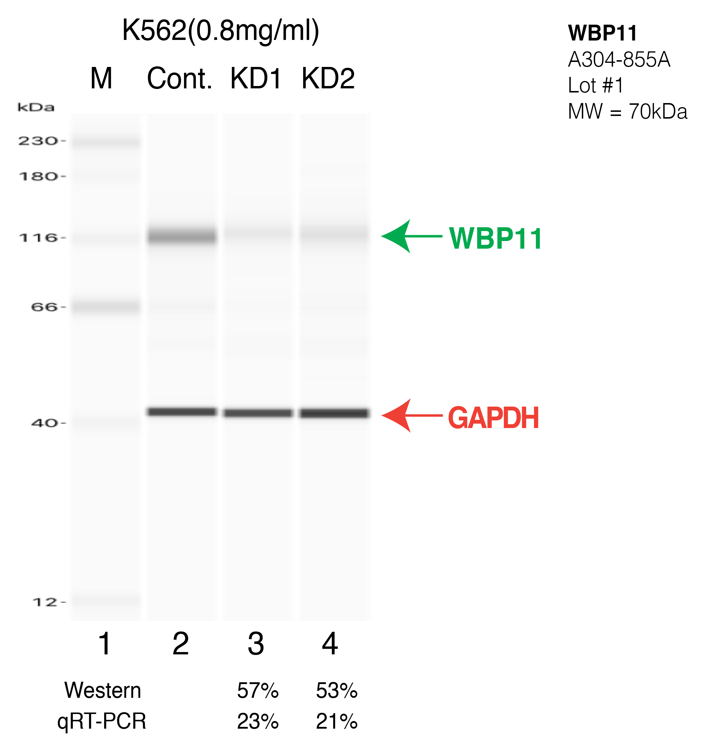 WBP11-K562-CRISPR-A304-855A.png<br>Caption: Western blot following CRISPR against WBP11 in K562 whole cell lysate using WBP11 specific antibody. Lane 1 is a ladder, lane 2 is K562 non-targeting control knockdown, lane 3 and 4 are two different CRISPR against WBP11. WBP11 protein appears as the green arrow, GAPDH serves as a control and appears in red arrow.