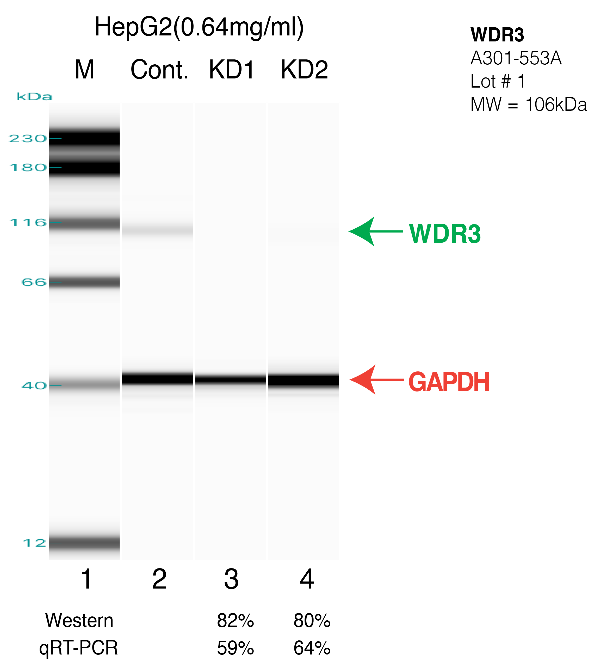 WDR3-HEPG2.png<br>Caption: Western blot following shRNA against WDR3 in HepG2 whole cell lysate using WDR3 specific antibody. Lane 1 is a ladder, lane 2 is HepG2 non-targeting control knockdown, lane 3 and 4 are two different shRNAs against WDR3. WDR3 protein appears as the green arrow, GAPDH serves as a control and appears in red arrow.