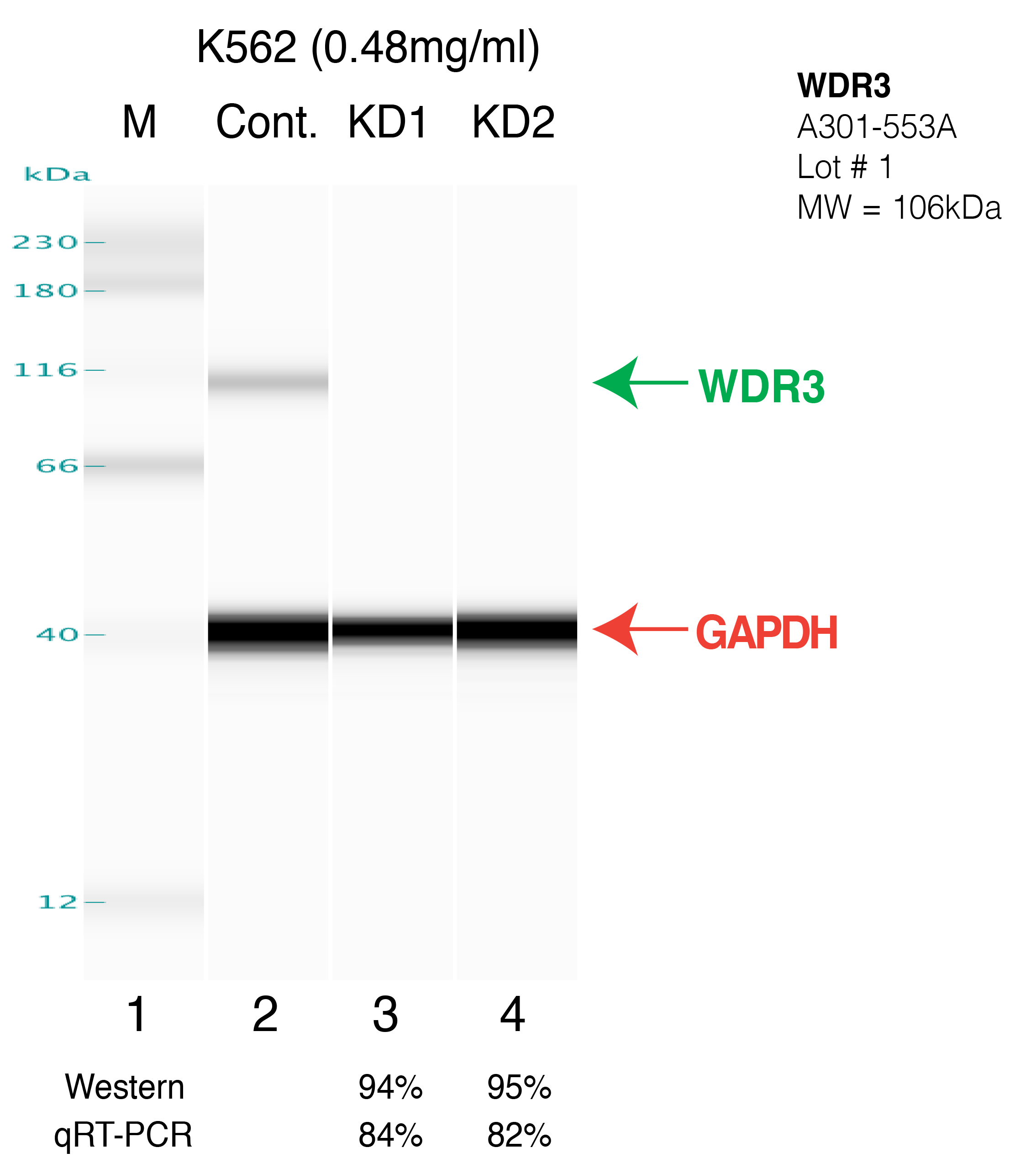 WDR3-K562.png<br>Caption: Western blot following shRNA against WDR3 in K562 whole cell lysate using WDR3 specific antibody. Lane 1 is a ladder, lane 2 is K562 non-targeting control knockdown, lane 3 and 4 are two different shRNAs against WDR3. WDR3 protein appears as the green arrow, GAPDH serves as a control and appears in red arrow.