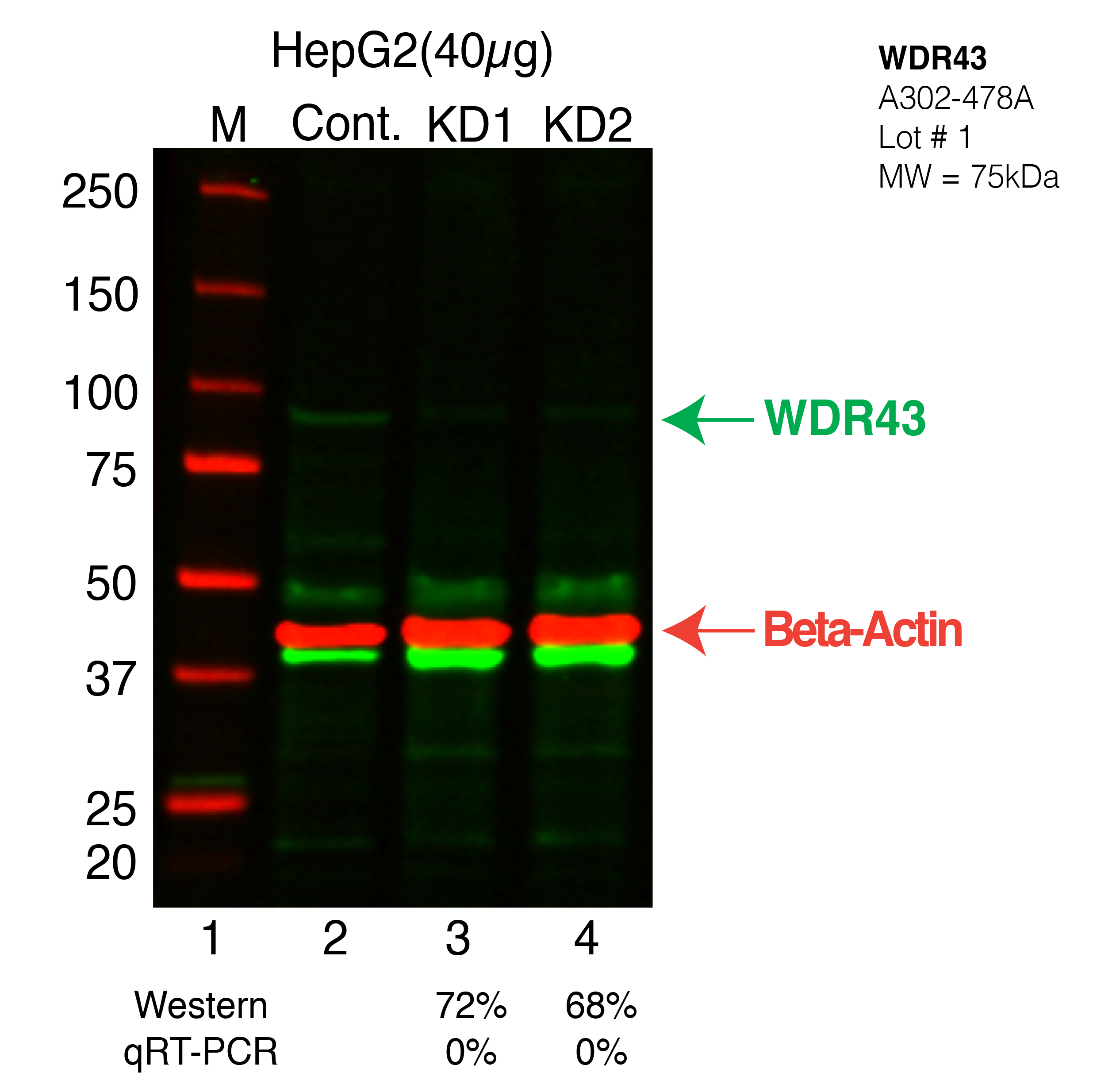 WDR43-HEPG2-CRISPR.png<br>Caption: Western blot following CRISPR against WDR43 in HepG2 whole cell lysate using WDR43 specific antibody. Lane 1 is a ladder, lane 2 is HepG2 non-targeting control knockdown, lane 3 and 4 are two different CRISPR against WDR43. WDR43 protein appears as the green band, Beta-actin serves as a control and appears in red.