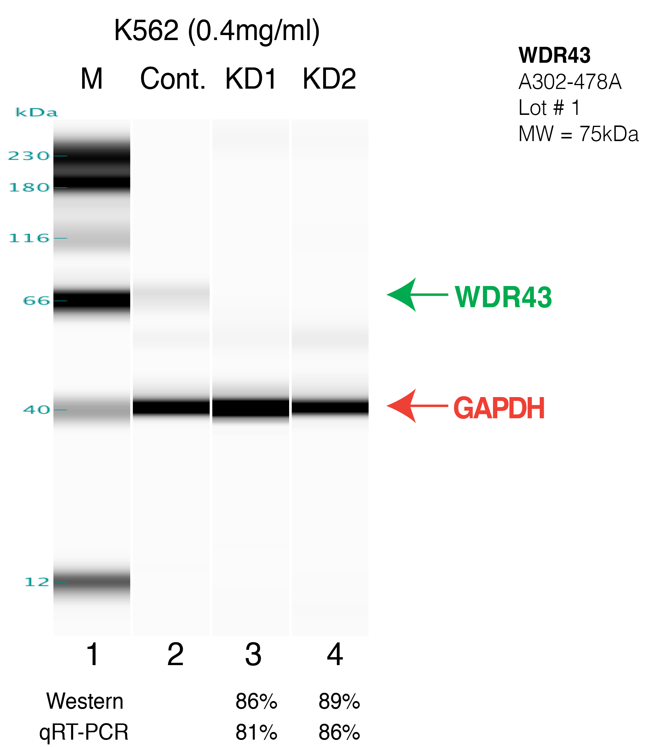 WDR43-K562.png<br>Caption: Western blot following shRNA against WDR43 in K562 whole cell lysate using WDR43 specific antibody. Lane 1 is a ladder, lane 2 is K562 non-targeting control knockdown, lane 3 and 4 are two different shRNAs against WDR43. WDR43 protein appears as the green arrow, GAPDH serves as a control and appears in red arrow.