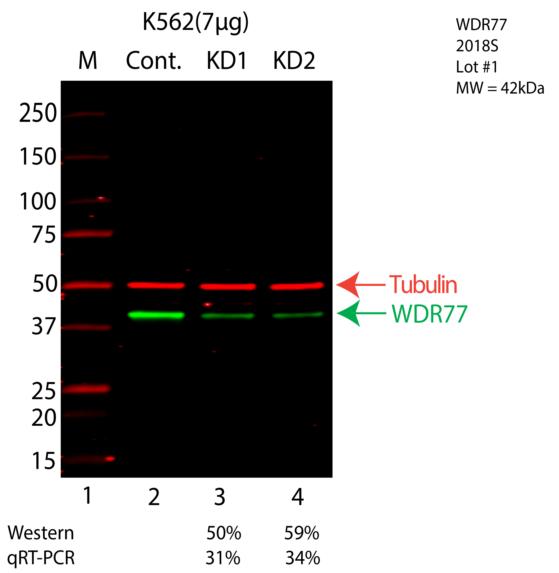 WDR77-K562-CRISPR-2018S.png<br>Caption: Western blot following CRISPR against WDR77 in K562 whole cell lysate using WDR77 specific antibody. Lane 1 is a ladder, lane 2 is K562 non-targeting control knockdown, lane 3 and 4 are two different CRISPR against WDR77. WDR77 protein appears as the green arrow, Tubulin serves as a control and appears in red arrow.