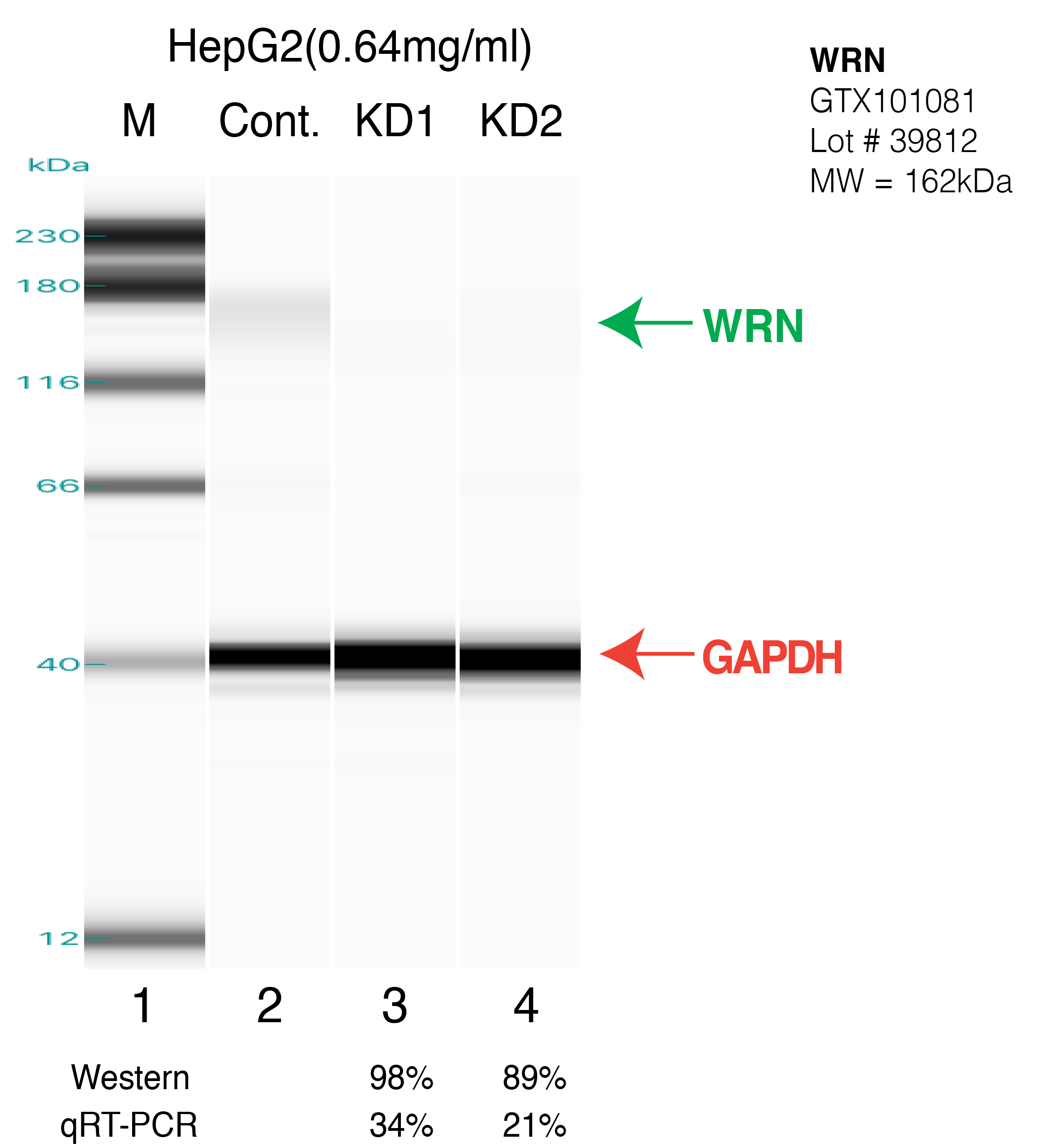 WRN-HEPG2.png<br>Caption: Western blot following shRNA against WRN in HepG2 whole cell lysate using WRN specific antibody. Lane 1 is a ladder, lane 2 is HepG2 non-targeting control knockdown, lane 3 and 4 are two different shRNAs against WRN. WRN protein appears as the green arrow, GAPDH serves as a control and appears in red arrow.