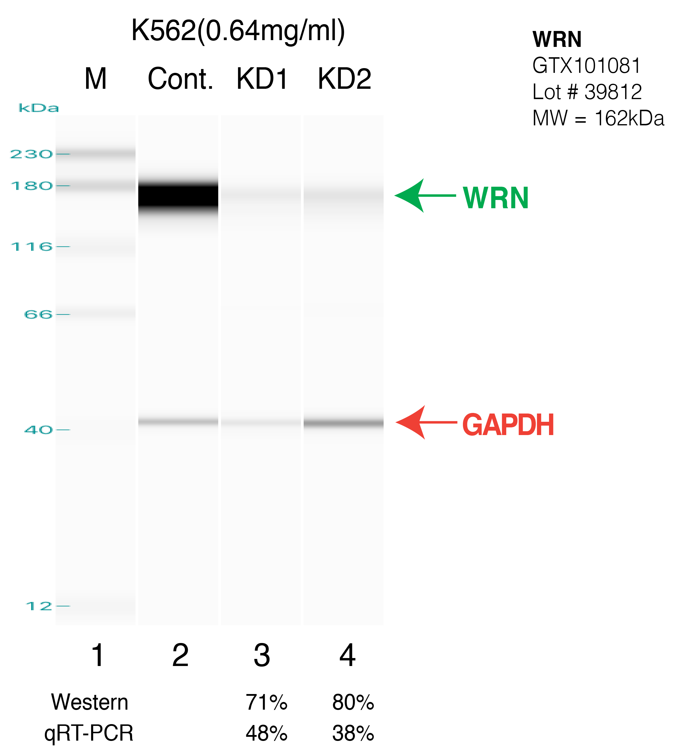 WRN-K562.png<br>Caption: Western blot following shRNA against WRN in k562 whole cell lysate using WRN specific antibody. Lane 1 is a ladder, lane 2 is k562 non-targeting control knockdown, lane 3 and 4 are two different shRNAs against WRN. WRN protein appears as the green arrow, GAPDH serves as a control and appears in red arrow.