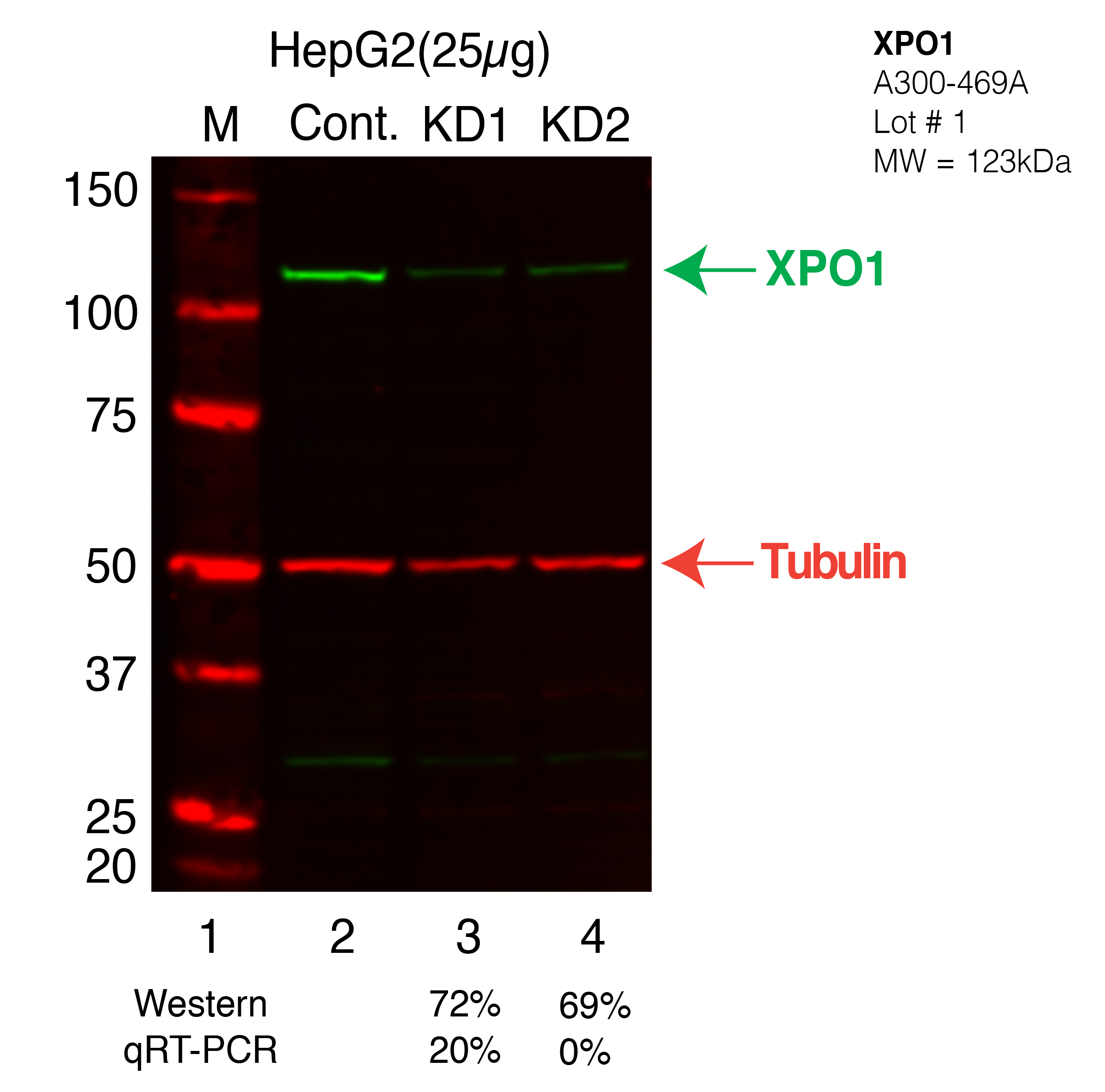 XPO1-HEPG2.png<br>Caption: Western blot following shRNA against XPO1 in HepG2 whole cell lysate using XPO1 specific antibody. Lane 1 is a ladder, lane 2 is HepG2 non-targeting control knockdown, lane 3 and 4 are two different shRNAs against XPO1. XPO1 protein appears as the green band, Tubulin serves as a control and appears in red.