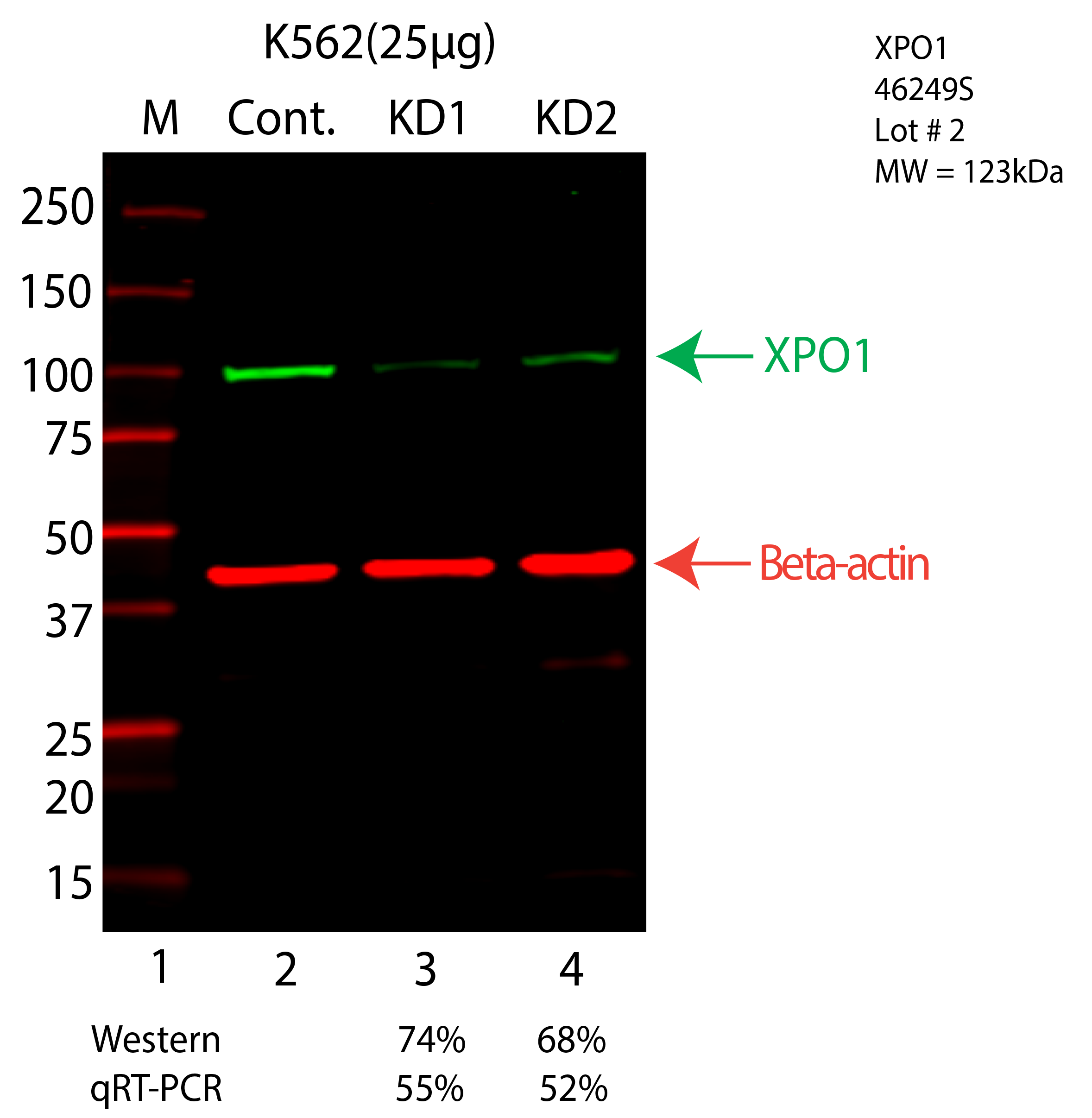 XPO1-K562-CRISPR-46249S.png<br>Caption: Western blot following shRNA against XPO1 in K562 whole cell lysate using XPO1 specific antibody. Lane 1 is a ladder, lane 2 is K562 non-targeting control knockdown, lane 3 and 4 are two different shRNA against XPO1. XPO1 protein appears as the green arrow, Beta-actin serves as a control and appears in red arrow.