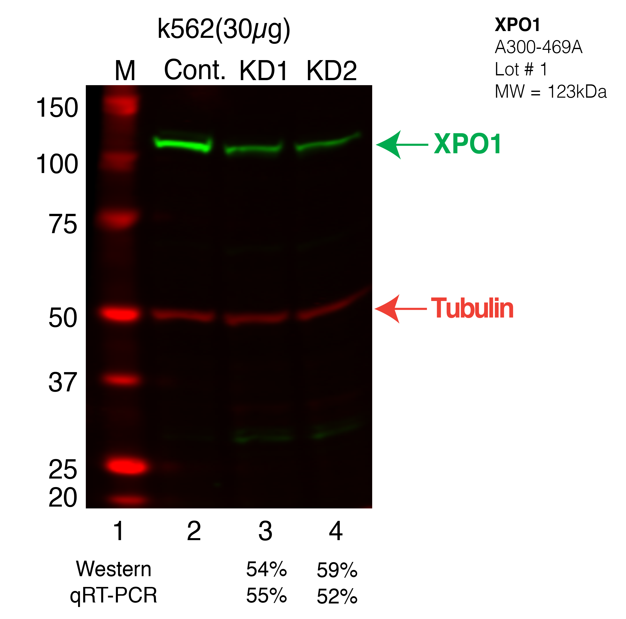 XPO1-k562.png<br>Caption: Western blot following shRNA against XPO1 in k562 whole cell lysate using XPO1 specific antibody. Lane 1 is a ladder, lane 2 is k562 non-targeting control knockdown, lane 3 and 4 are two different shRNAs against XPO1. XPO1 protein appears as the green band, Tubulin serves as a control and appears in red.