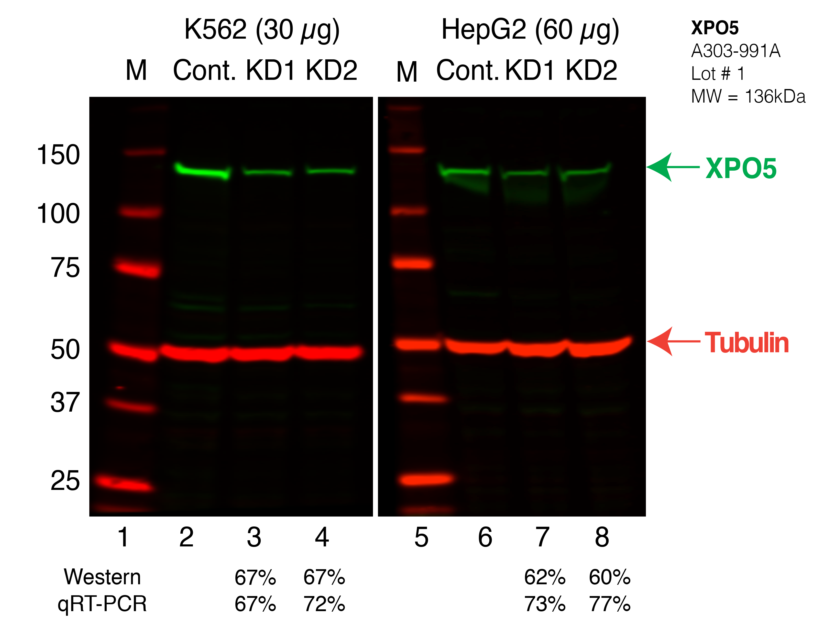 XPO5_Secondary_Western.png<br>Caption: Western blot following shRNA against XPO5 in K562 and HepG2 whole cell lysate using XPO5 specific antibody. Lane 1 is a ladder, lane 2 is K562 non-targeting control knockdown, lane 3 and 4 are two different shRNAs against XPO5. Lanes 5-8 follow the same pattern, but in HepG2. XPO5 protein appears as the green band, Tubulin serves as a control and appears in red.