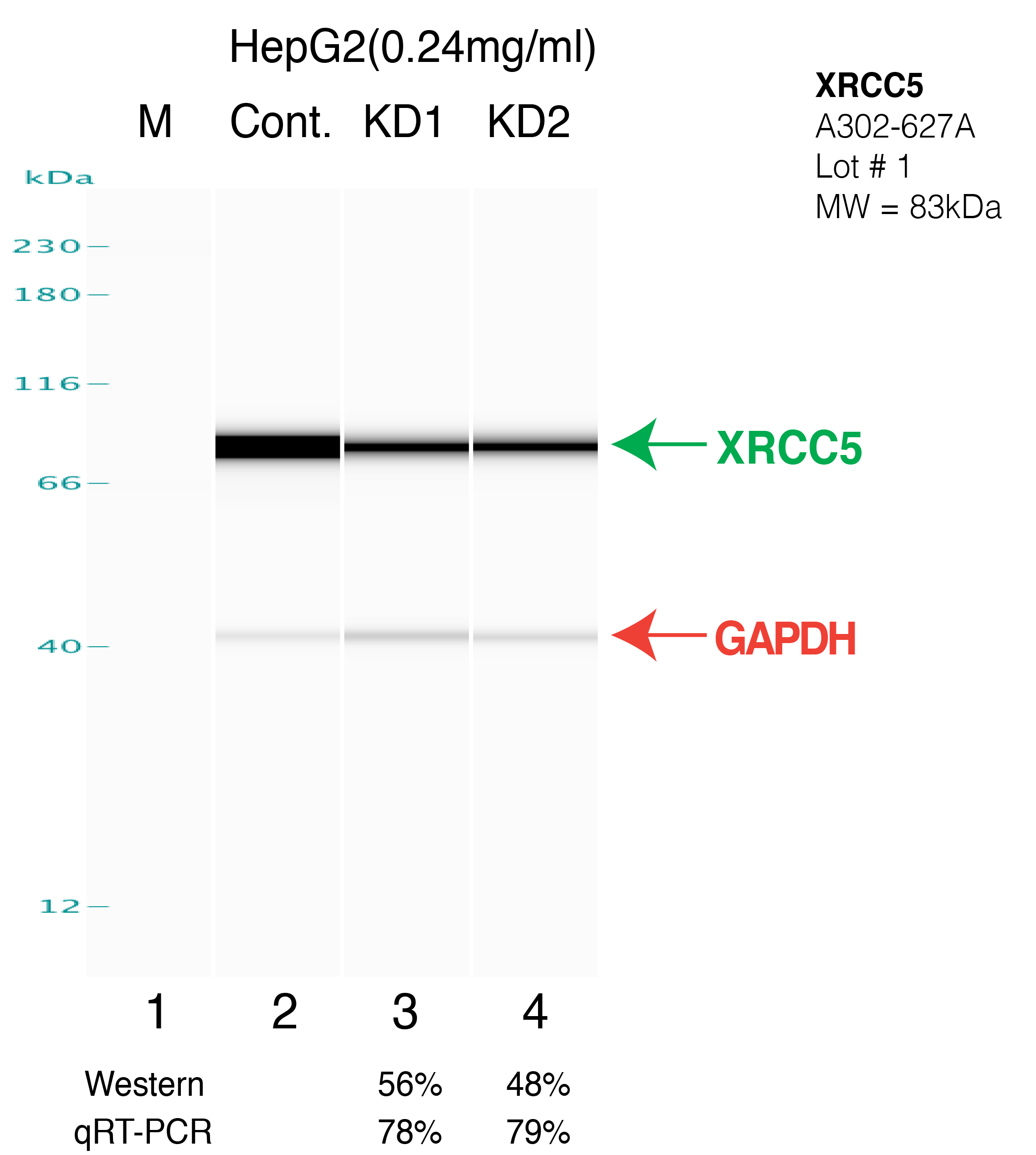 XRCC5-HEPG2.png<br>Caption: Western blot following shRNA against XRCC5 in HepG2 whole cell lysate using XRCC5 specific antibody. Lane 1 is a ladder, lane 2 is HepG2 non-targeting control knockdown, lane 3 and 4 are two different shRNAs against XRCC5. XRCC5 protein appears as the green arrow, GAPDH serves as a control and appears in red arrow.