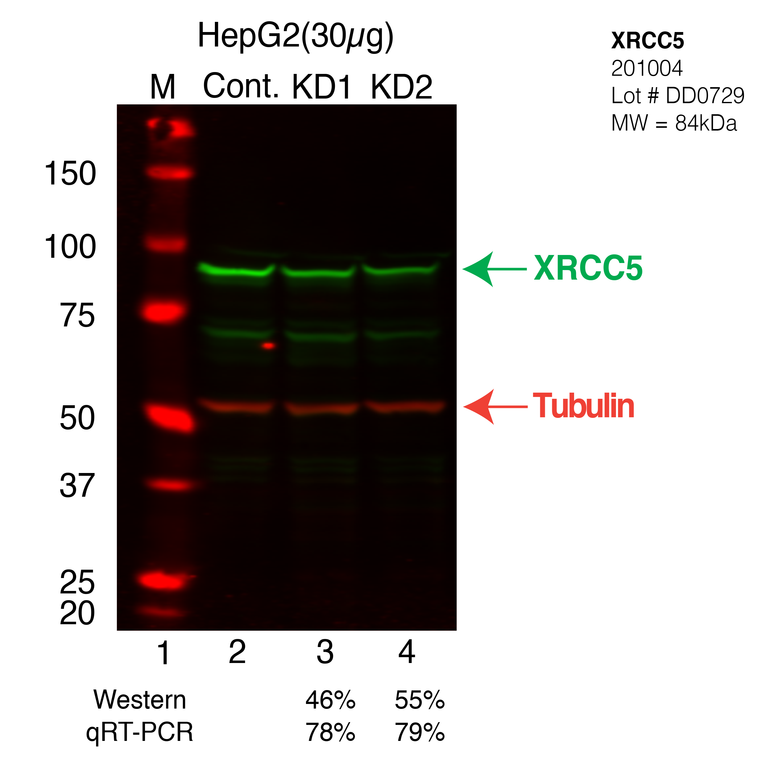 XRCC5-HEPG2_FU%27s.png<br>Caption: Western blot following shRNA against XRCC5 in HepG2 whole cell lysate using XRCC5 specific antibody. Lane 1 is a ladder, lane 2 is HepG2 non-targeting control knockdown, lane 3 and 4 are two different shRNA against XRCC5.XRCC5 protein appears as the green arrow, Tubulin serves as a control and appears in red arrow.