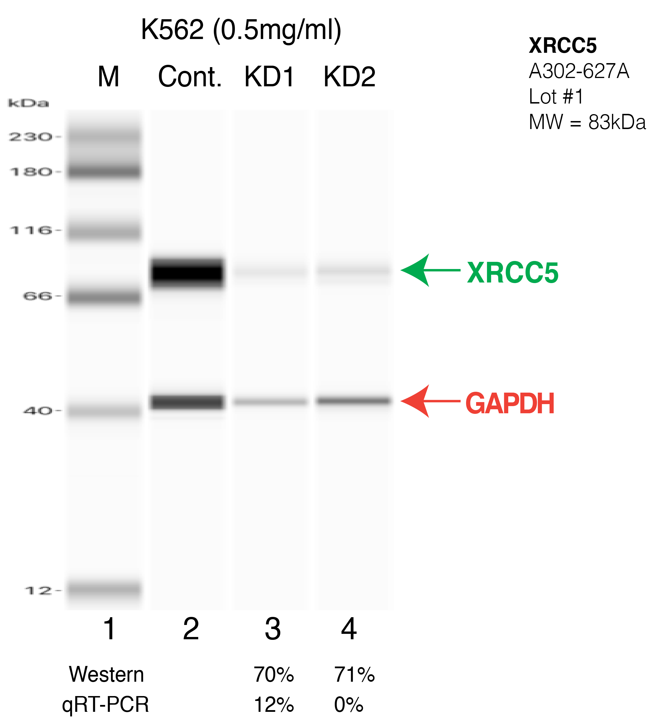 XRCC5-K562-CRISPR.png<br>Caption: Western blot following CRISPR against XRCC5 in K562 whole cell lysate using XRCC5 specific antibody. Lane 1 is a ladder, lane 2 is K562 non-targeting control knockdown, lane 3 and 4 are two different CRISPR against XRCC5. XRCC5 protein appears as the green arrow, GAPDH serves as a control and appears in red arrow.