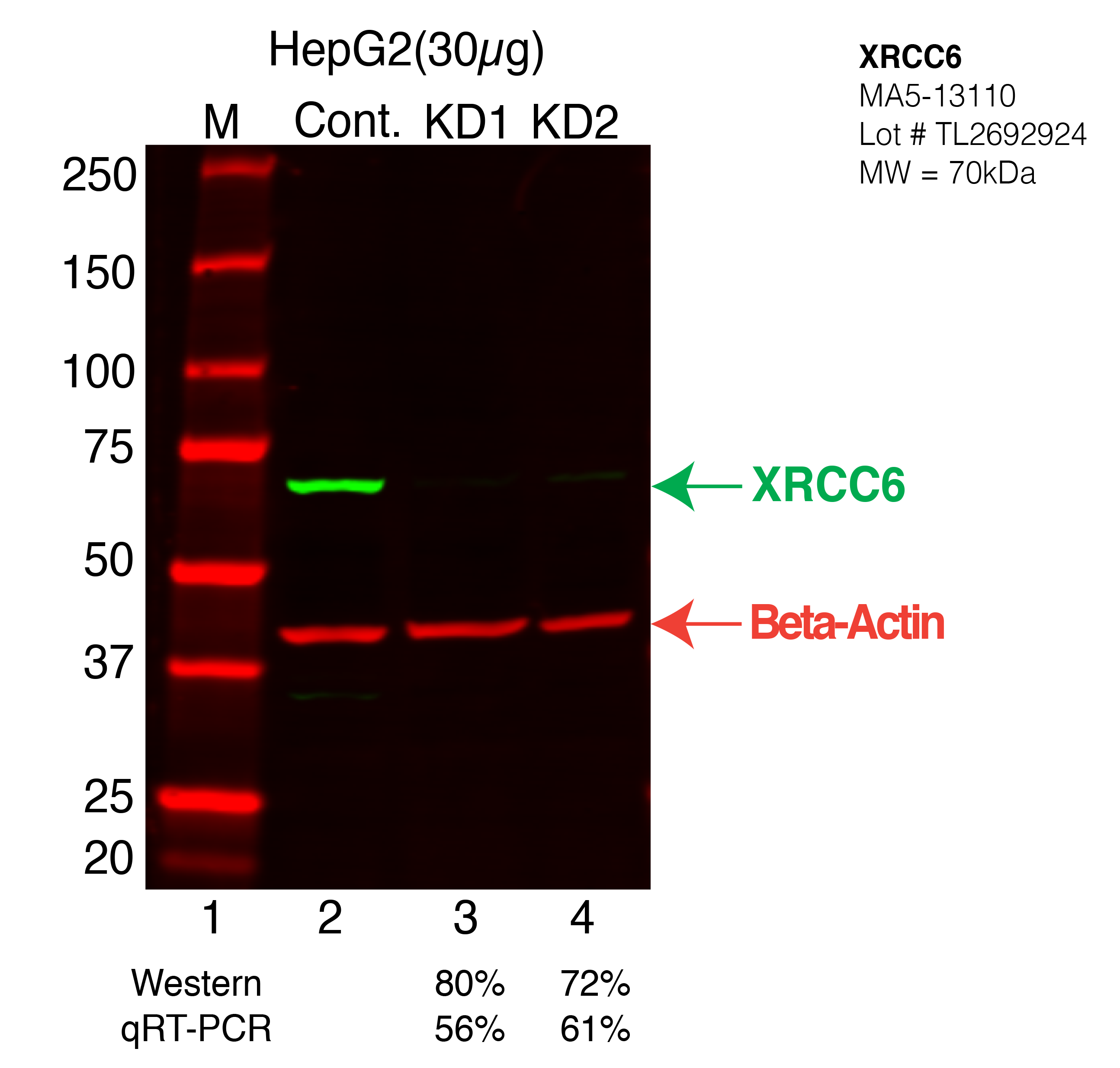 XRCC6-HEPG2-CRISPR-MA5-13110.png<br>Caption: Western blot following CRISPR against XRCC6 in HepG2 whole cell lysate using XRCC6 specific antibody. Lane 1 is a ladder, lane 2 is HepG2 non-targeting control knockdown, lane 3 and 4 are two different CRISPR against XRCC6. XRCC6 protein appears as the green arrow, Beta-actin serves as a control and appears in red arrow.