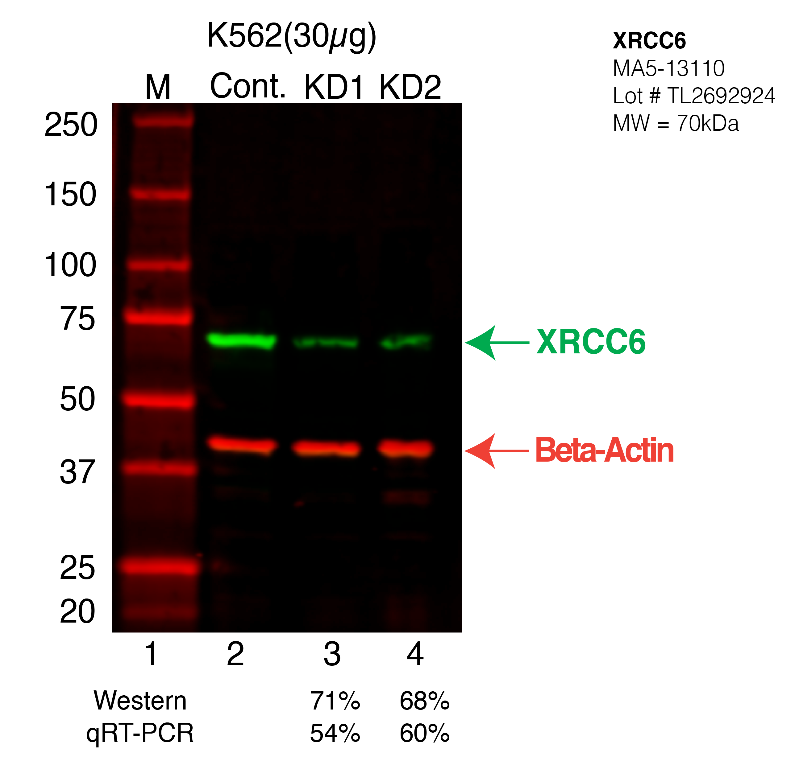 XRCC6-K562-CRISPR-MA5-13110.png<br>Caption: Western blot following CRISPR against XRCC6 in K562 whole cell lysate using XRCC6 specific antibody. Lane 1 is a ladder, lane 2 is K562 non-targeting control knockdown, lane 3 and 4 are two different CRISPR against XRCC6. XRCC6 protein appears as the green arrow, Beta-actin serves as a control and appears in red arrow.