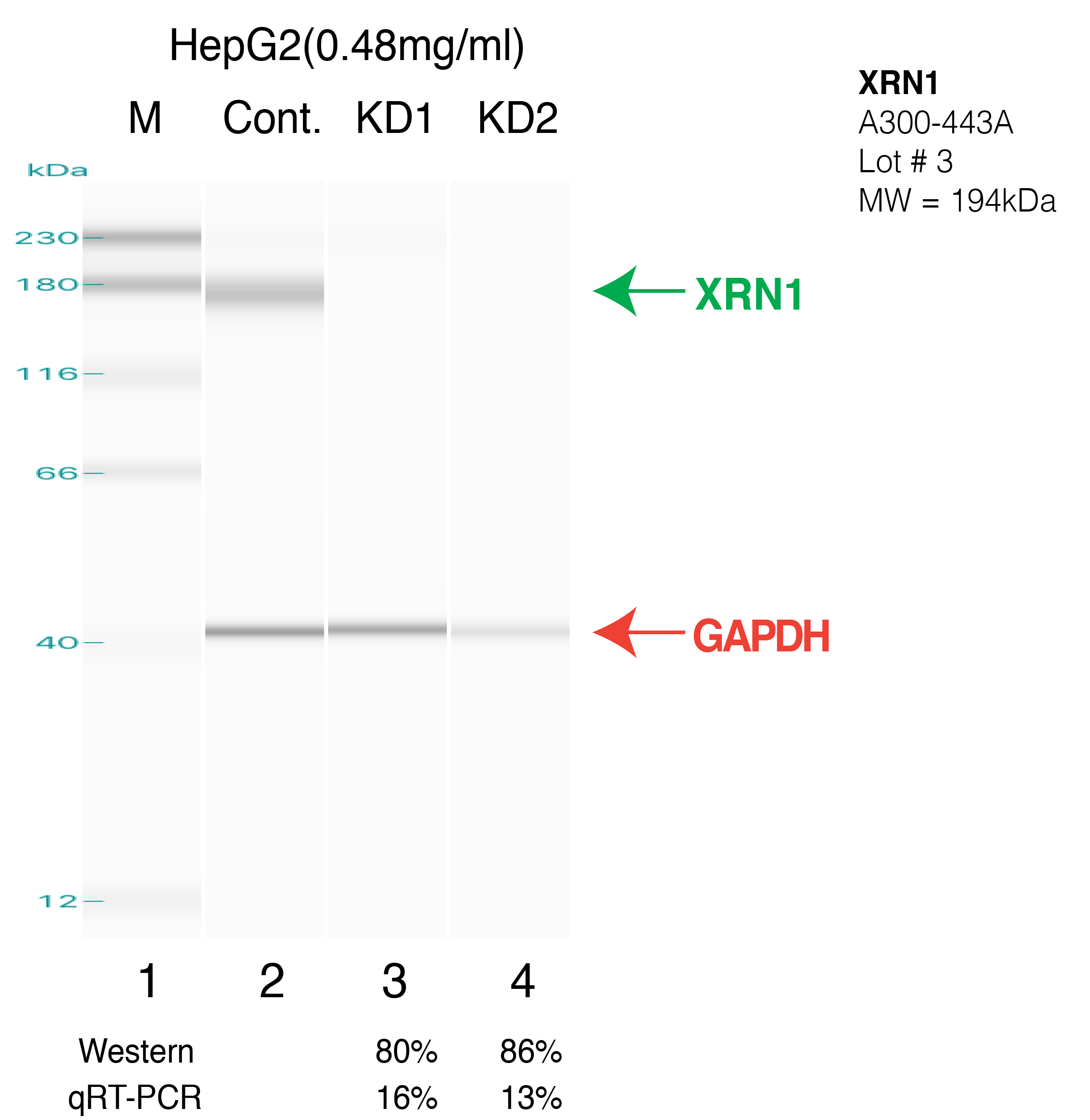 XRN1-HEPG2.png<br>Caption: Western blot following shRNA against XRN1 in HepG2 whole cell lysate using XRN1 specific antibody. Lane 1 is a ladder, lane 2 is HepG2 non-targeting control knockdown, lane 3 and 4 are two different shRNAs against XRN1.XRN1 protein appears as the green arrow, GAPDH serves as a control and appears in red arrow.