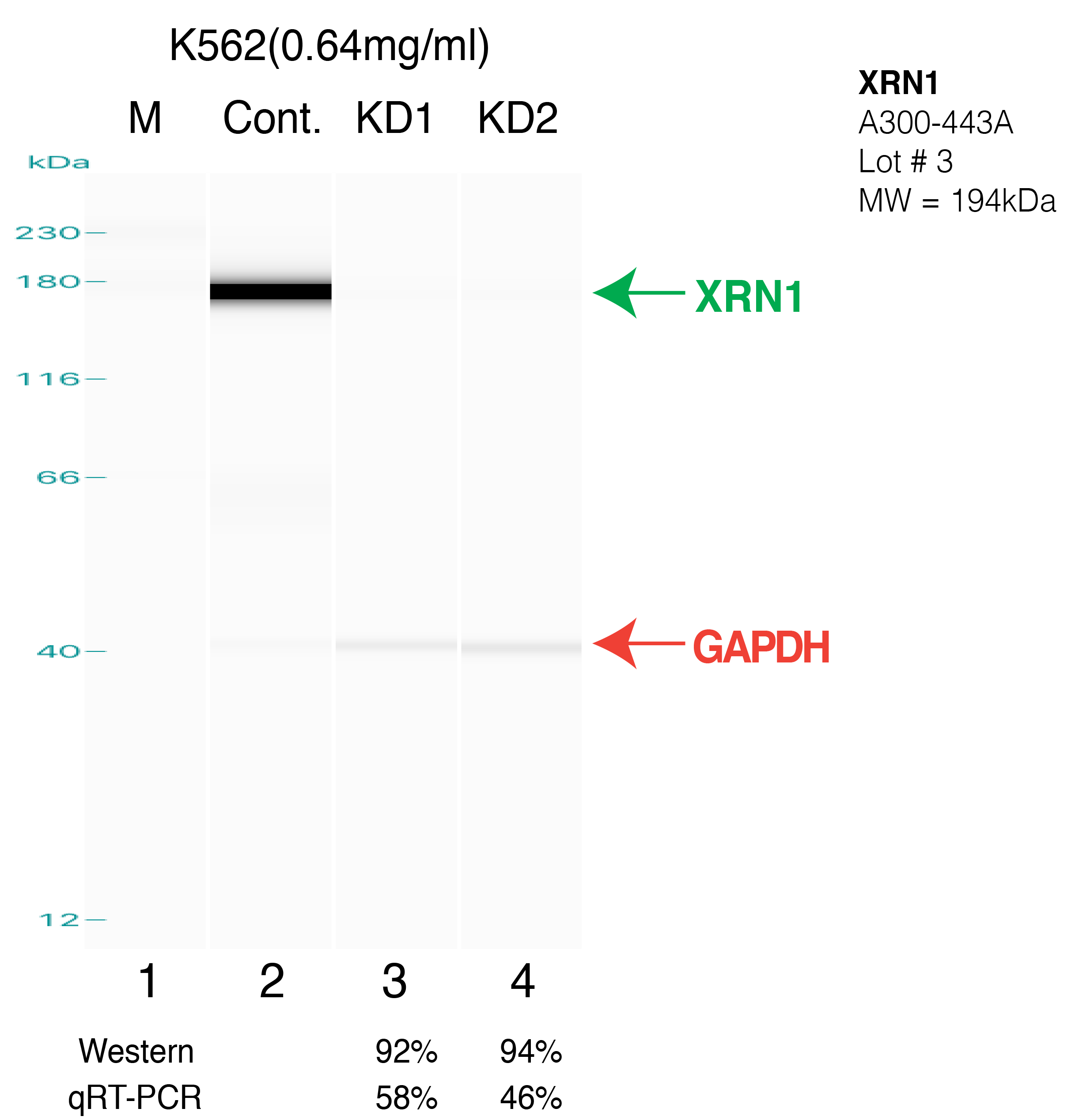 XRN1-K562.png<br>Caption: Western blot following shRNA against XRN1 in k562 whole cell lysate using XRN1 specific antibody. Lane 1 is a ladder, lane 2 is k562 non-targeting control knockdown, lane 3 and 4 are two different shRNAs against XRN1. XRN1 protein appears as the green arrow, GAPDH serves as a control and appears in red arrow.