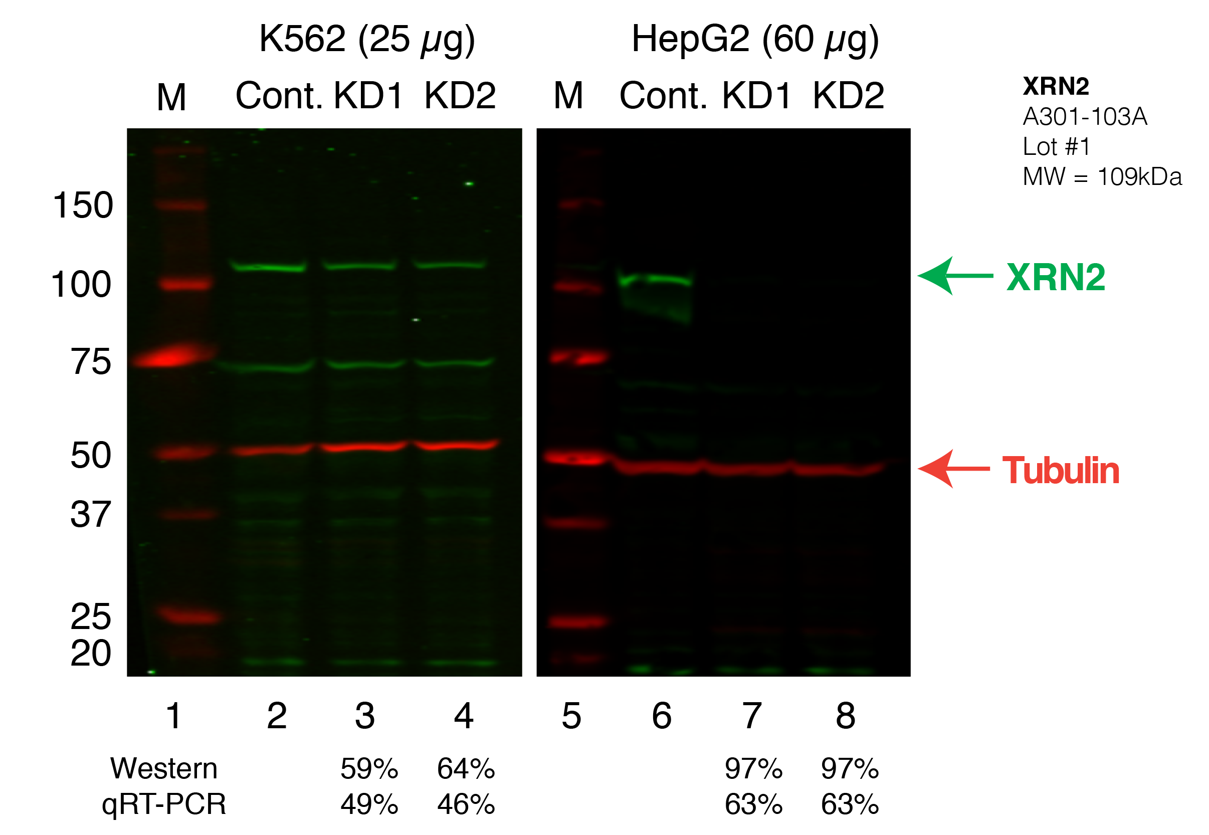 XRN2_Secondary_Western.png<br>Caption: Western blot following shRNA against XRN2 in K562 and HepG2 whole cell lysate using XRN2 specific antibody. Lane 1 is a ladder, lane 2 is K562 non-targeting control knockdown, lane 2 and 3 are two different shRNAs against XRN2. Lanes 5-7 follow the same pattern, but in HepG2. XRN2 protein appears as the green band, GAPDH serves as a control and appears in red.