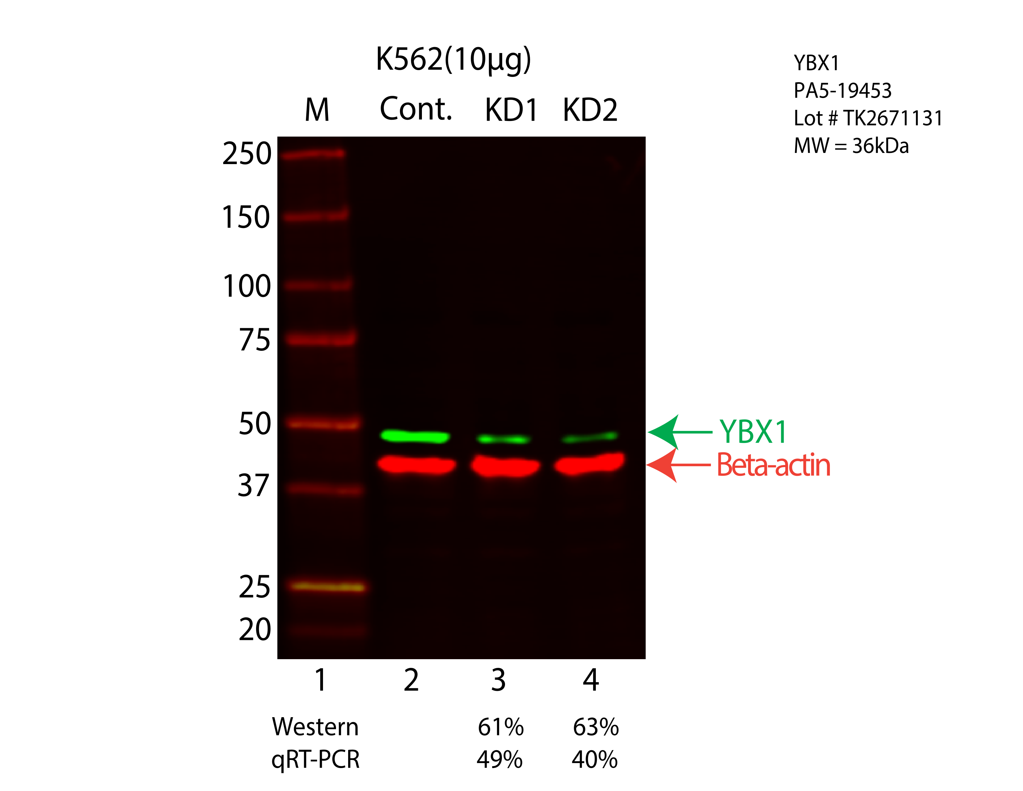 YBX1-K562-CRISPR-PA5-19453.png<br>Caption: Western blot following CRISPR against YBX1 in K562 whole cell lysate using YBX1 specific antibody. Lane 1 is a ladder, lane 2 is K562 non-targeting control knockdown, lane 3 and 4 are two different CRISPR against YBX1. YBX1 protein appears as the green arrow, Beta-actin serves as a control and appears in red arrow.