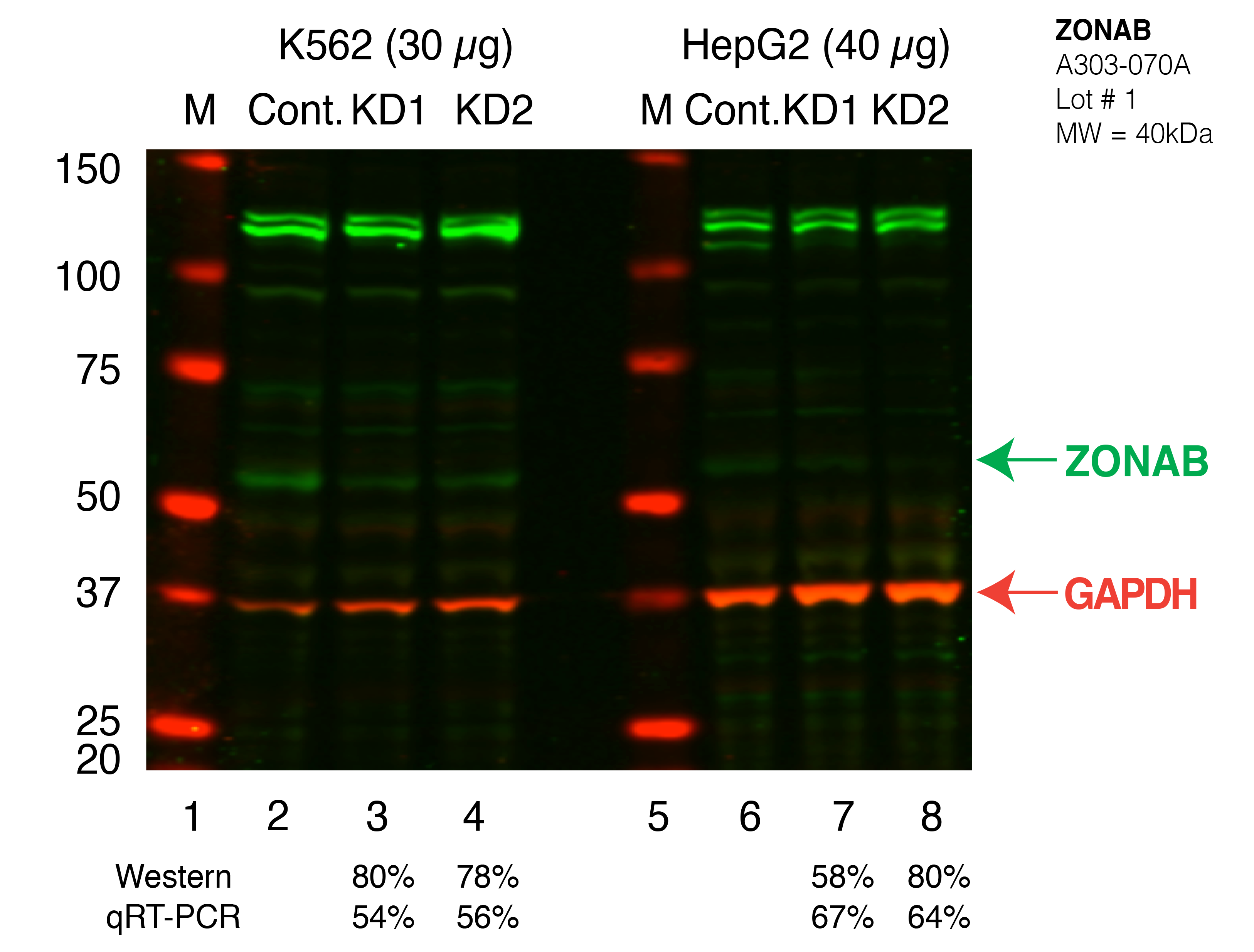 YBX3_CSDA_Secondary_Western.png<br>Caption: Western blot following shRNA against YBX3 in K562 and HepG2 whole cell lysate using YBX3 specific antibody. Lane 1 is a ladder, lane 2 is K562 non-targeting control knockdown, lane 3 and 4 are two different shRNAs against YBX3. Lanes 5-8 follow the same pattern, but in HepG2. YBX3 protein appears as the green band, GAPDH serves as a control and appears in red.