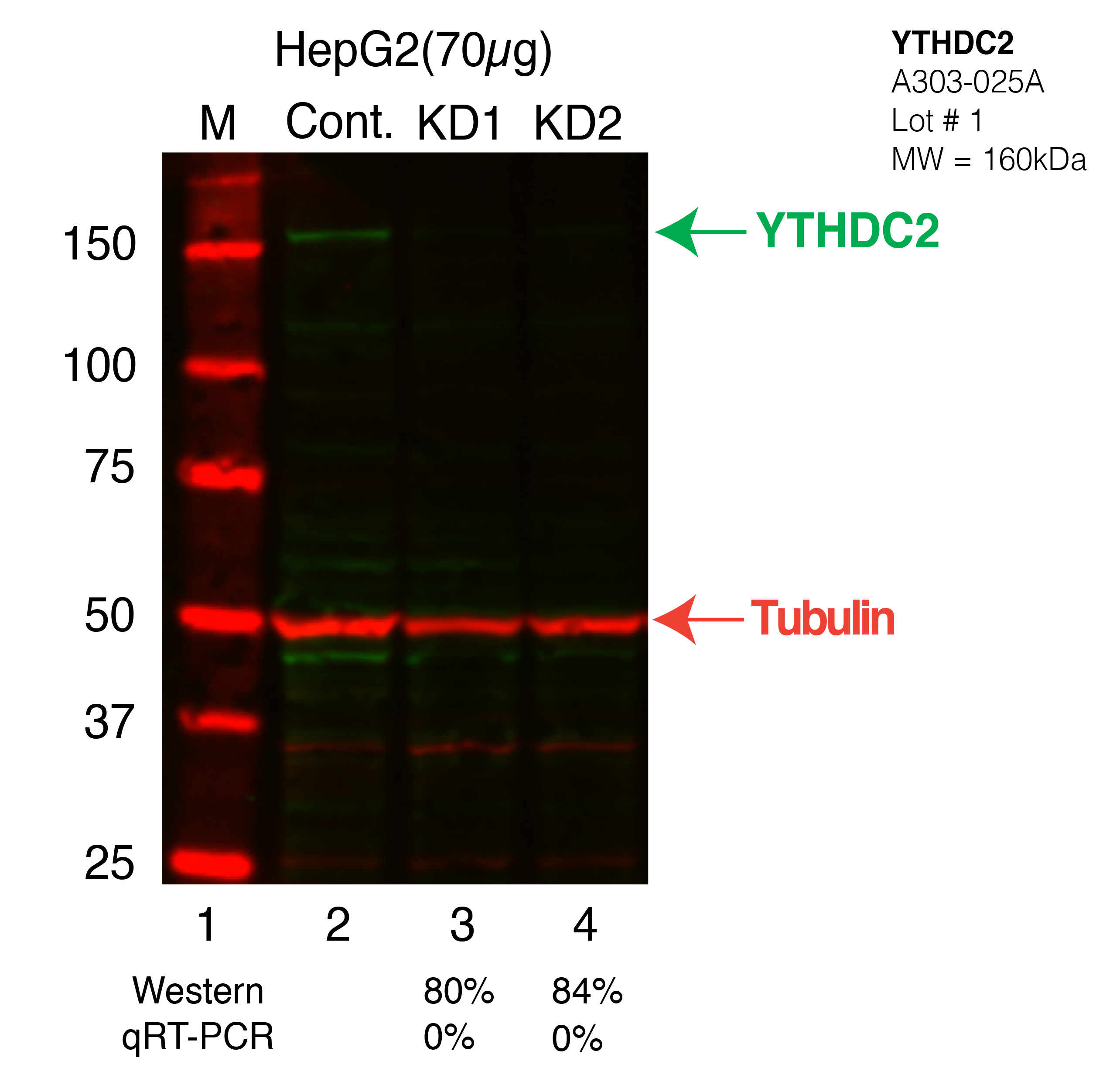 YTHDC2-HEPG2.png<br>Caption: Western blot following shRNA against YTHDC2 in HepG2 whole cell lysate using YTHDC2 specific antibody. Lane 1 is a ladder, lane 2 is HepG2 non-targeting control knockdown, lane 3 and 4 are two different shRNAs against YTHDC2. YTHDC2 protein appears as the green band, Tubulin serves as a control and appears in red.