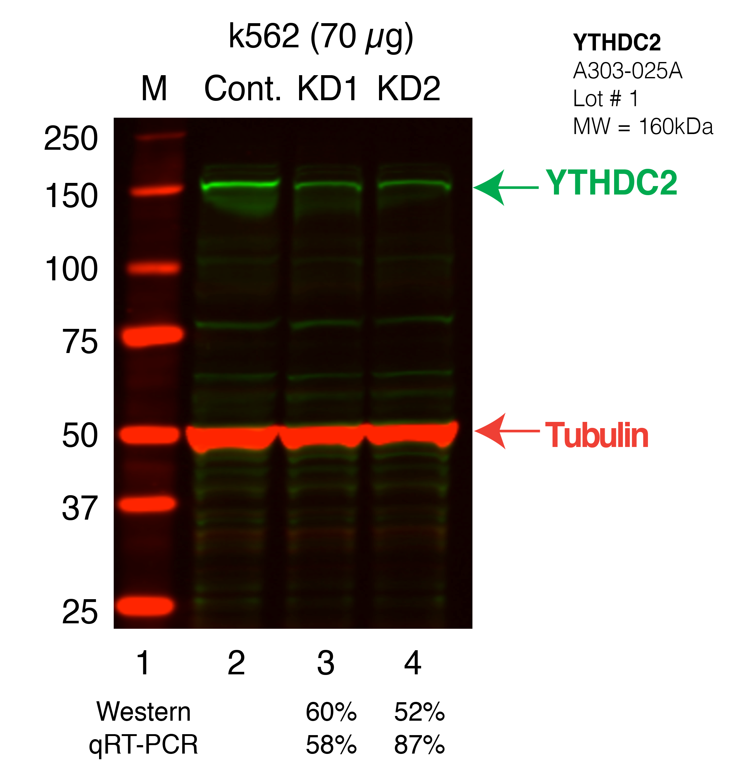 YTHDC2-k562_Secondary_Western.png<br>Caption: Western blot following shRNA against YTHDC2 in K562 whole cell lysate using YTHDC2 specific antibody. Lane 1 is a ladder, lane 2 is K562 non-targeting control knockdown, lane 3 and 4 are two different shRNAs against YTHDC2.YTHDC2 protein appears as the green band, Tubulin serves as a control and appears in red.