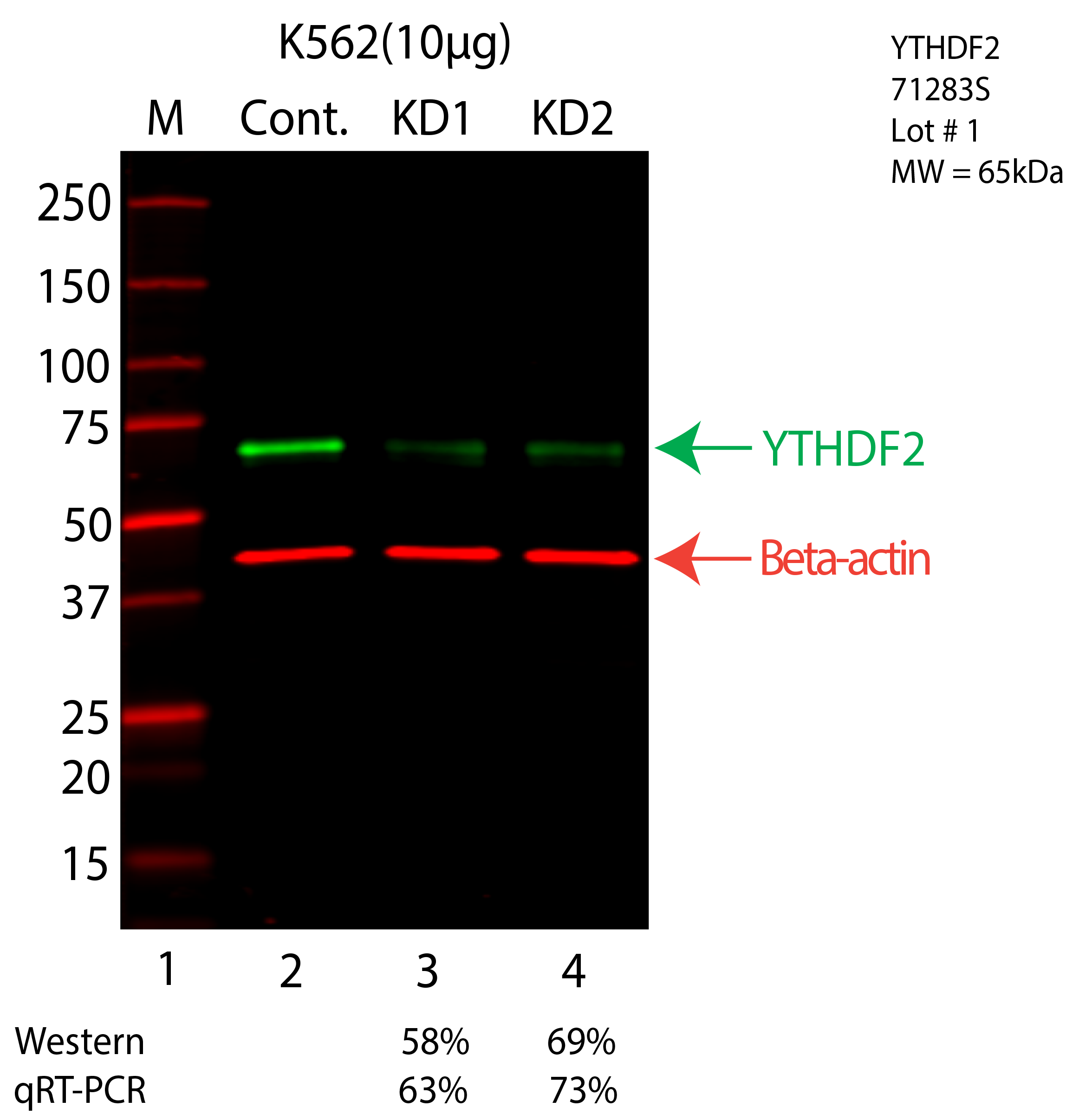 YTHDF2-K562-CRISPR-71283S.png<br>Caption: Western blot following CRISPR against YTHDF2 in K562 whole cell lysate using YTHDF2 specific antibody. Lane 1 is a ladder, lane 2 is K562 non-targeting control knockdown, lane 3 and 4 are two different CRISPR against YTHDF2. YTHDF2 protein appears as the green arrow, Beta-actin serves as a control and appears in red arrow.