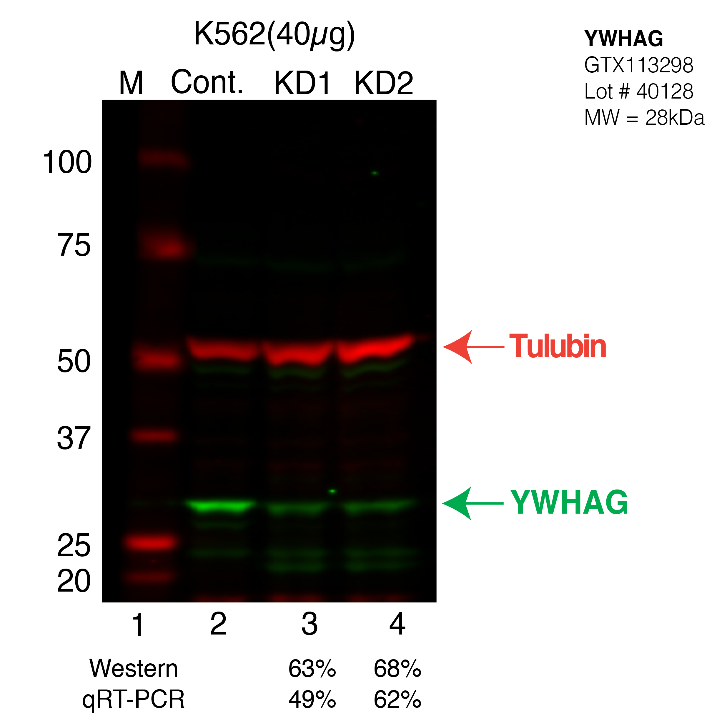 YWHAG-K562-CRISPR.png<br>Caption: Western blot following CRISPR against YWHAG in K562 whole cell lysate using YWHAG specific antibody. Lane 1 is a ladder, lane 2 is K562 non-targeting control knockdown, lane 3 and 4 are two different CRISPR against YWHAG.YWHAG protein appears as the green band, Tubulin serves as a control and appears in red.