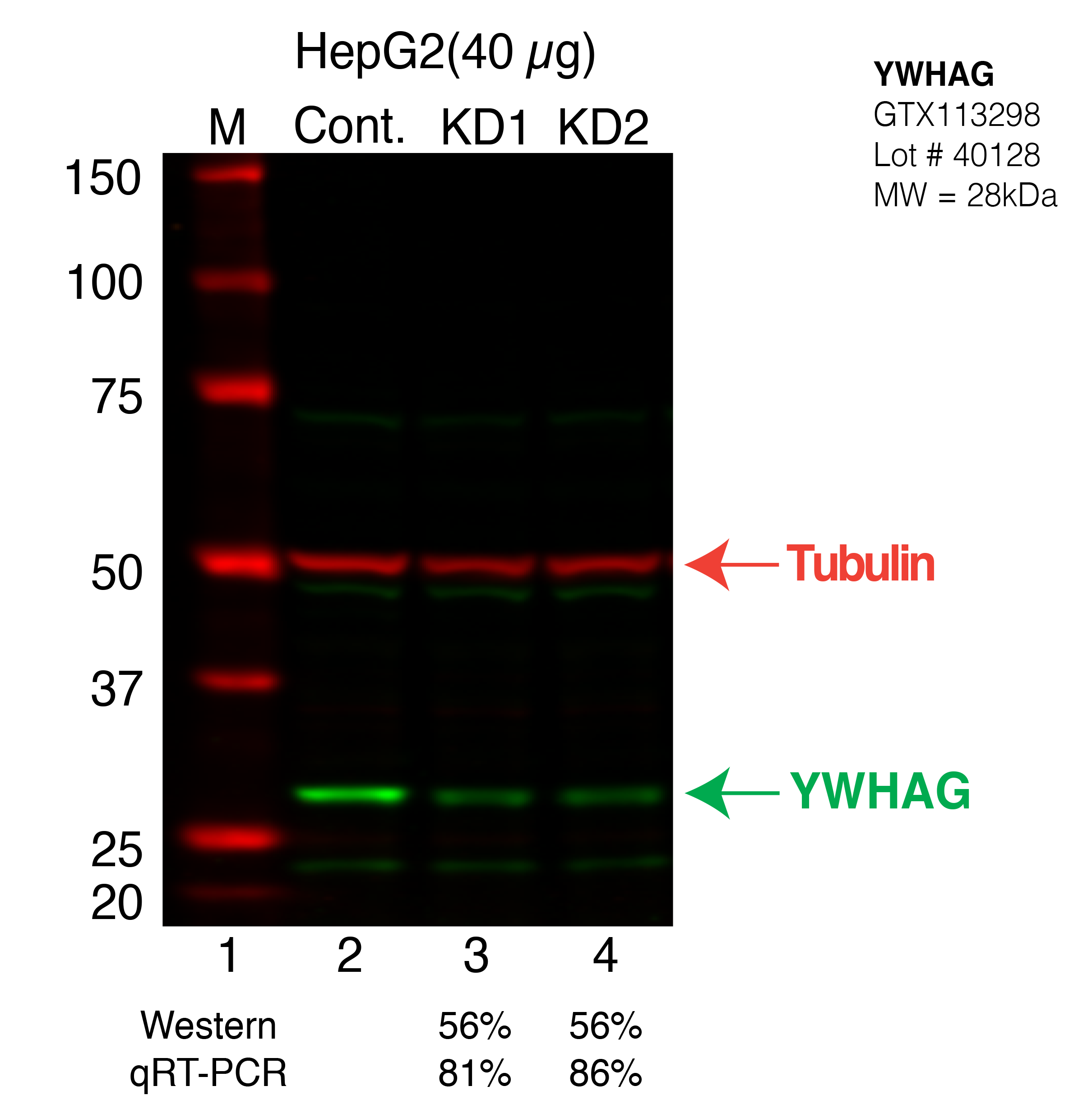 YWHAG-hepg2.png<br>Caption: Western blot following shRNA against YWHAG in HepG2 whole cell lysate using YWHAG specific antibody. Lane 1 is a ladder, lane 2 is HepG2 non-targeting control knockdown, lane 3 and 4 are two different shRNAs against YWHAG.YWHAG protein appears as the green band, Tubulin serves as a control and appears in red.