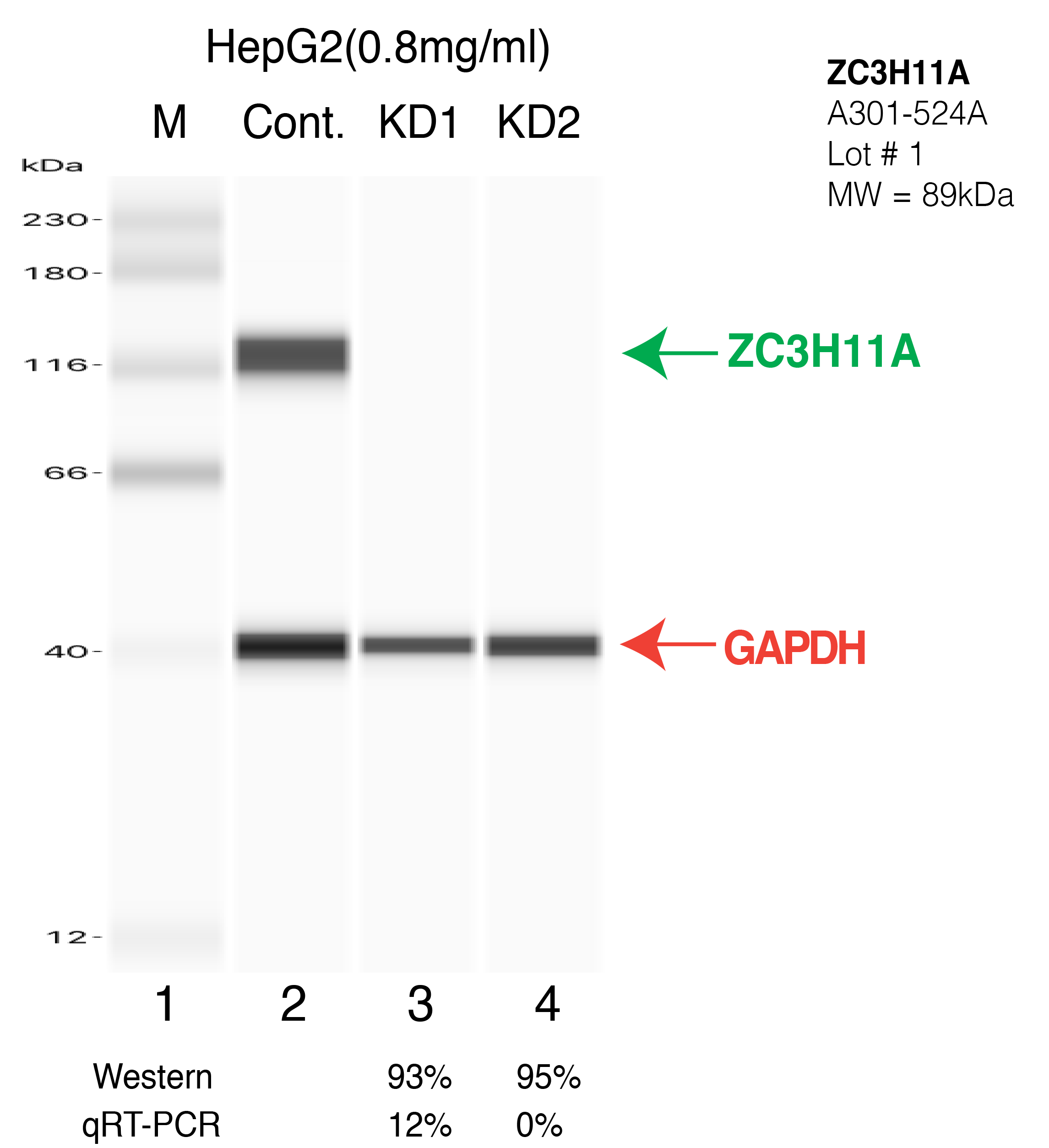 ZC3H11A-HEPG2-CRISPR.png<br>Caption: Western blot following CRISPR against ZC3H11A in HepG2 whole cell lysate using ZC3H11A specific antibody. Lane 1 is a ladder, lane 2 is HepG2 non-targeting control knockdown, lane 3 and 4 are two different CRISPR against ZC3H11A.ZC3H11A protein appears as the green arrow, GAPDH serves as a control and appears in red arrow.