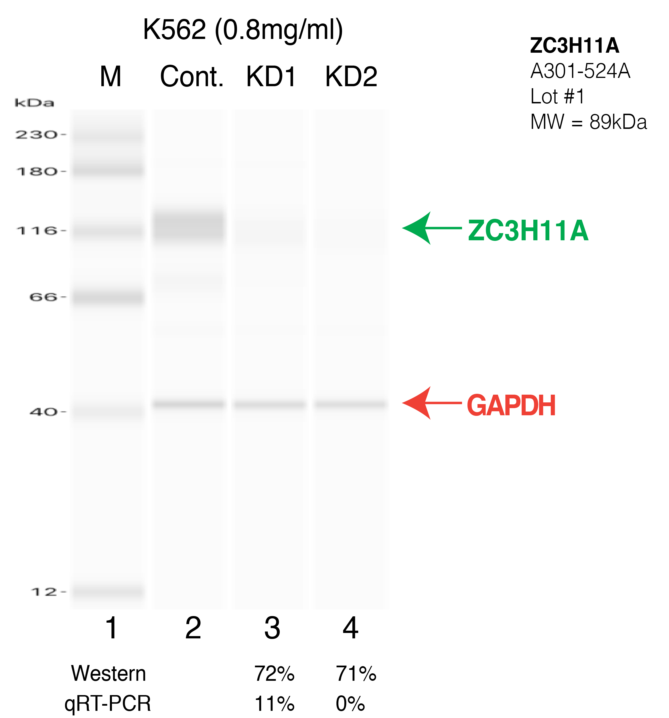 ZC3H11A-K562-CRISPR.png<br>Caption: Western blot following CRISPR against ZC3H11A in K562 whole cell lysate using ZC3H11A specific antibody. Lane 1 is a ladder, lane 2 is K562 non-targeting control knockdown, lane 3 and 4 are two different CRISPR against ZC3H11A. ZC3H11A protein appears as the green arrow, GAPDH serves as a control and appears in red arrow.