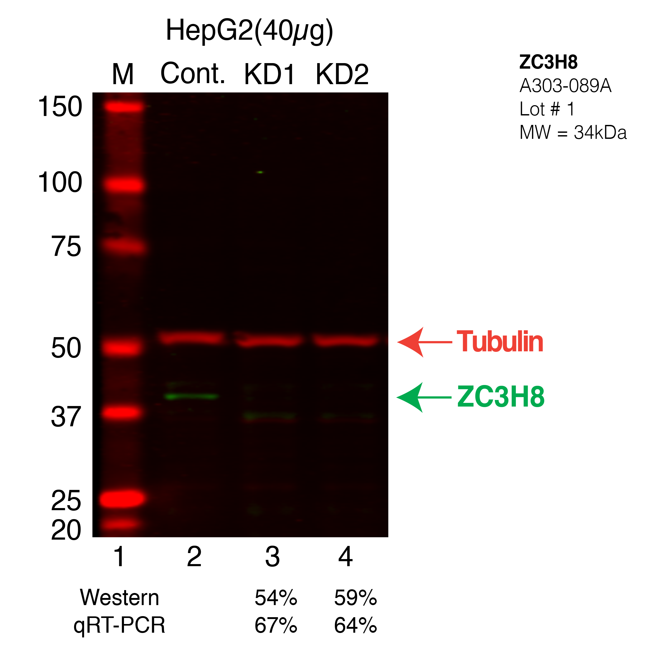 ZC3H8-HEPG2.png<br>Caption: Western blot following shRNA against ZC3H8 in HepG2 whole cell lysate using ZC3H8 specific antibody. Lane 1 is a ladder, lane 2 is HepG2 non-targeting control knockdown, lane 3 and 4 are two different shRNAs against ZC3H8. ZC3H8 protein appears as the green band, Tubulin serves as a control and appears in red.