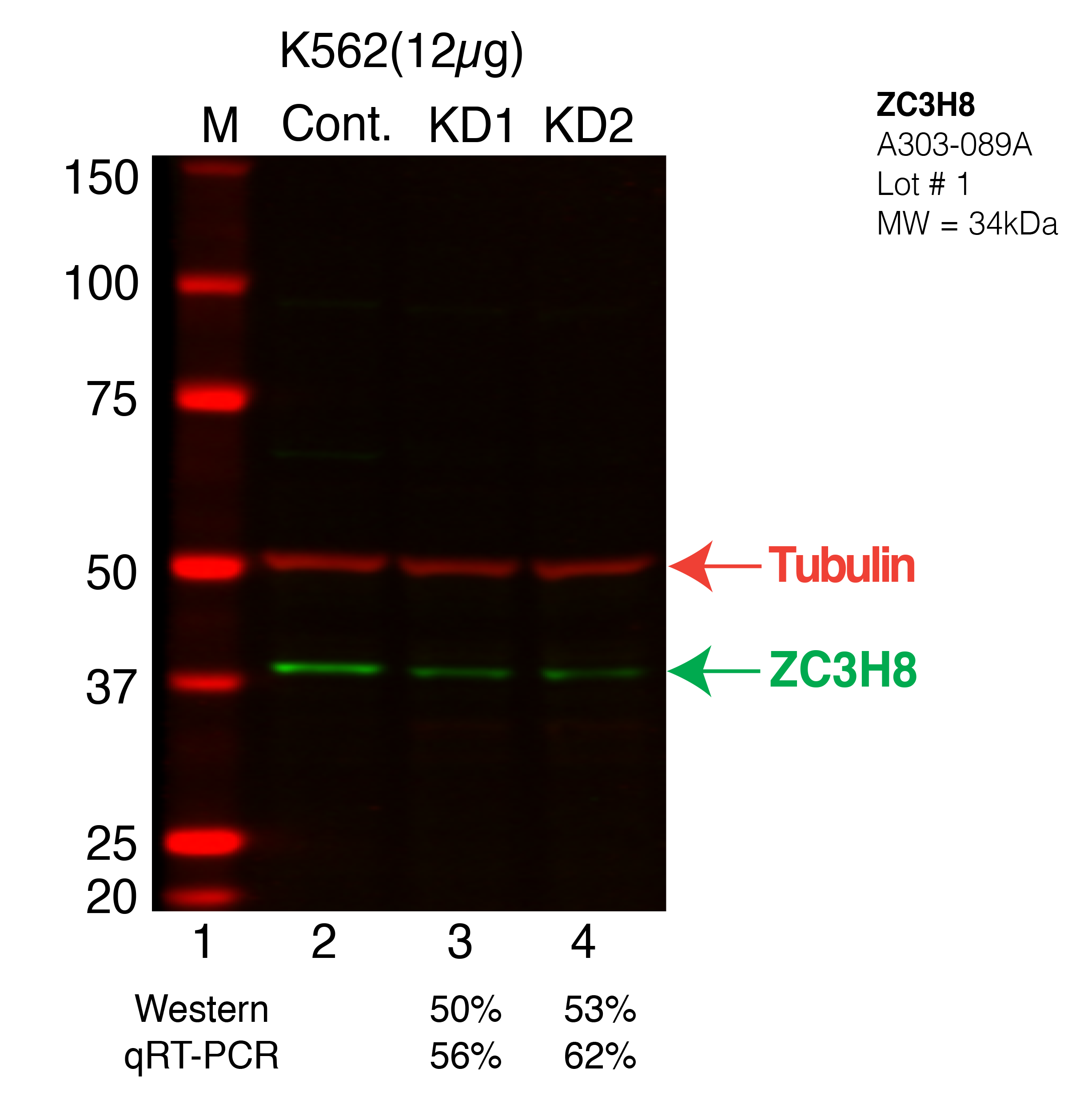 ZC3H8-K562.png<br>Caption: Western blot following shRNA against ZC3H8 in K562 whole cell lysate using ZC3H8 specific antibody. Lane 1 is a ladder, lane 2 is K562 non-targeting control knockdown, lane 3 and 4 are two different shRNAs against ZC3H8.ZC3H8 protein appears as the green band, Tubulin serves as a control and appears in red.