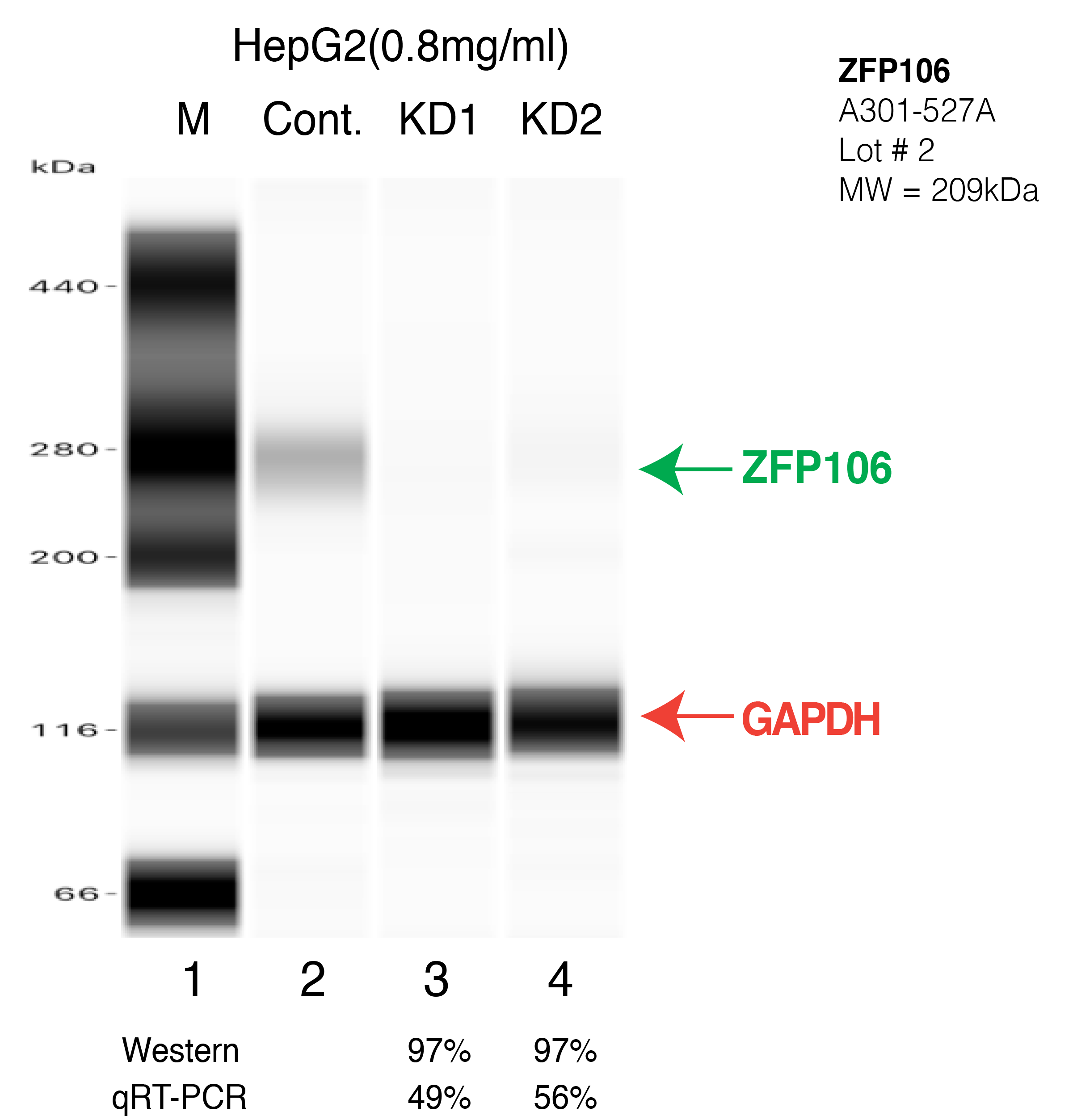 ZFP106-HEPG2-CRISPR.png<br>Caption: Western blot following CRISPR against ZFP106 in HepG2 whole cell lysate using ZFP106 specific antibody. Lane 1 is a ladder, lane 2 is HepG2 non-targeting control knockdown, lane 3 and 4 are two different CRISPR against ZFP106.ZFP106 protein appears as the green arrow, GAPDH serves as a control and appears in red arrow.