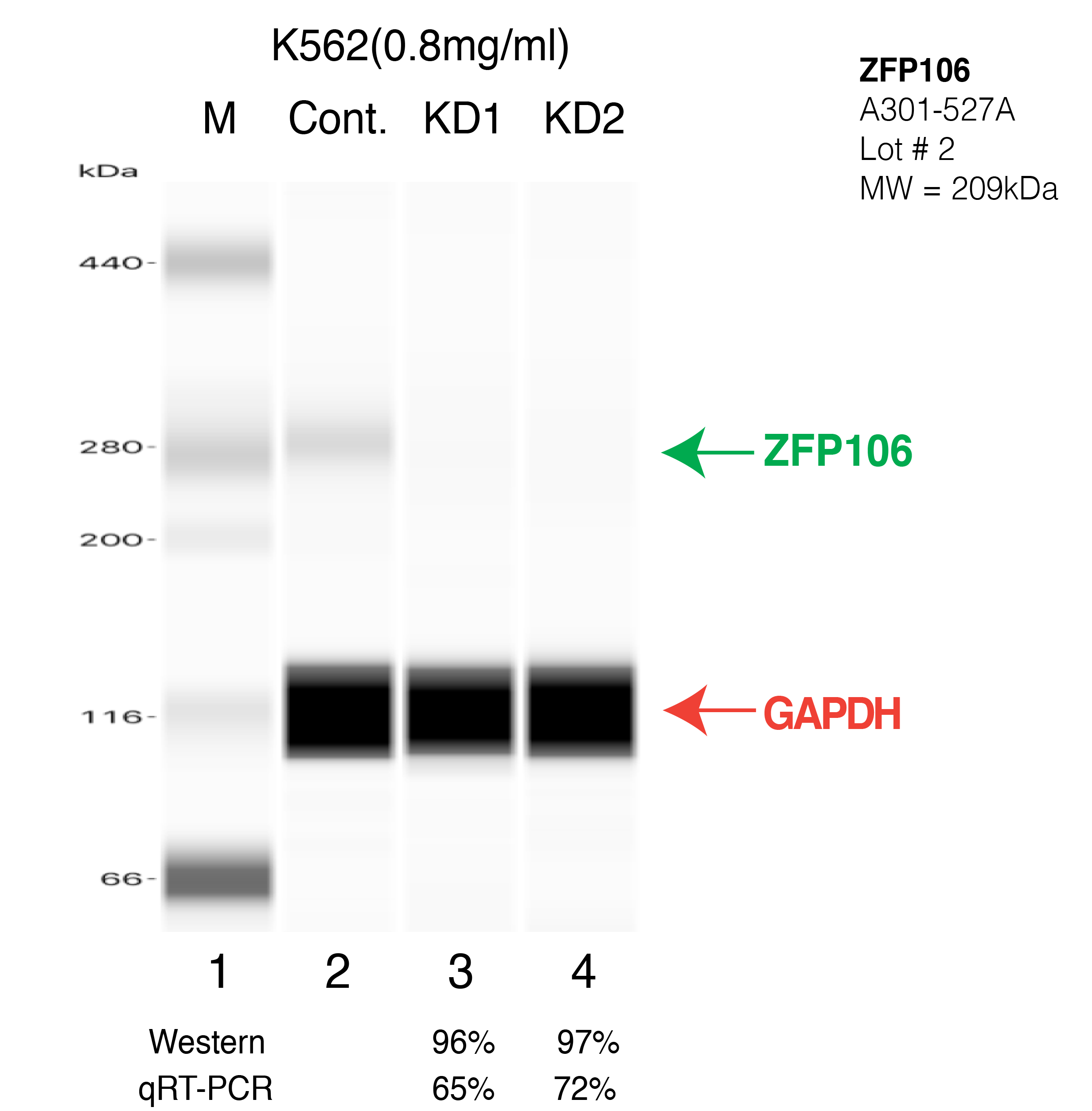 ZFP106-K562-CRISPR.png<br>Caption: Western blot following CRISPR against ZFP106 in K562 whole cell lysate using ZFP106 specific antibody. Lane 1 is a ladder, lane 2 is K562 non-targeting control knockdown, lane 3 and 4 are two different CRISPR against ZFP106.ZFP106 protein appears as the green arrow, GAPDH serves as a control and appears in red arrow.