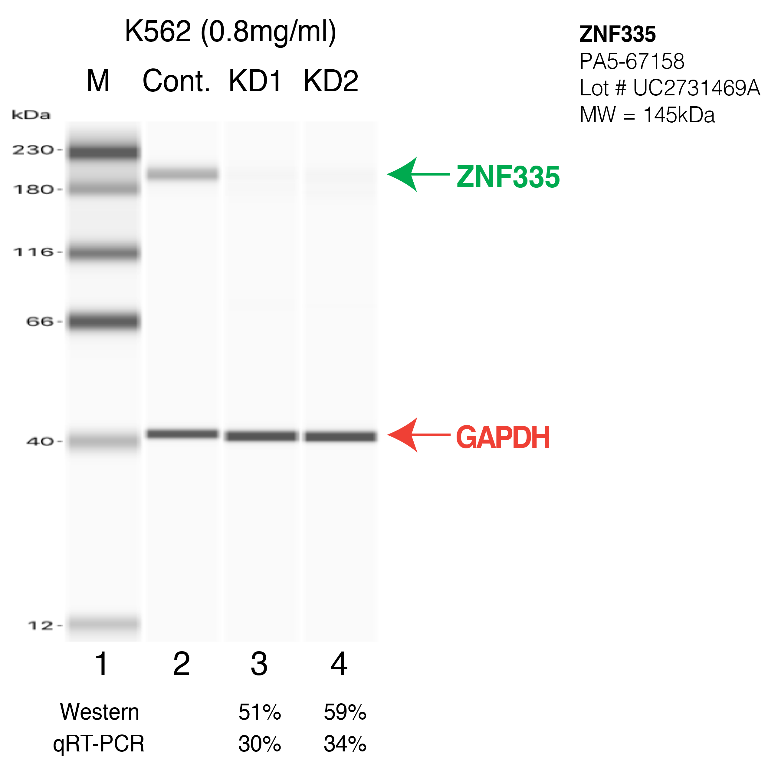 ZNF335-K562-CRISPR-PA5-67158.png<br>Caption: Western blot following CRISPR against ZNF335 in K562 whole cell lysate using ZNF335 specific antibody. Lane 1 is a ladder, lane 2 is K562 non-targeting control knockdown, lane 3 and 4 are two different CRISPR against ZNF335. ZNF335 protein appears as the green arrow, GAPDH serves as a control and appears in red arrow.