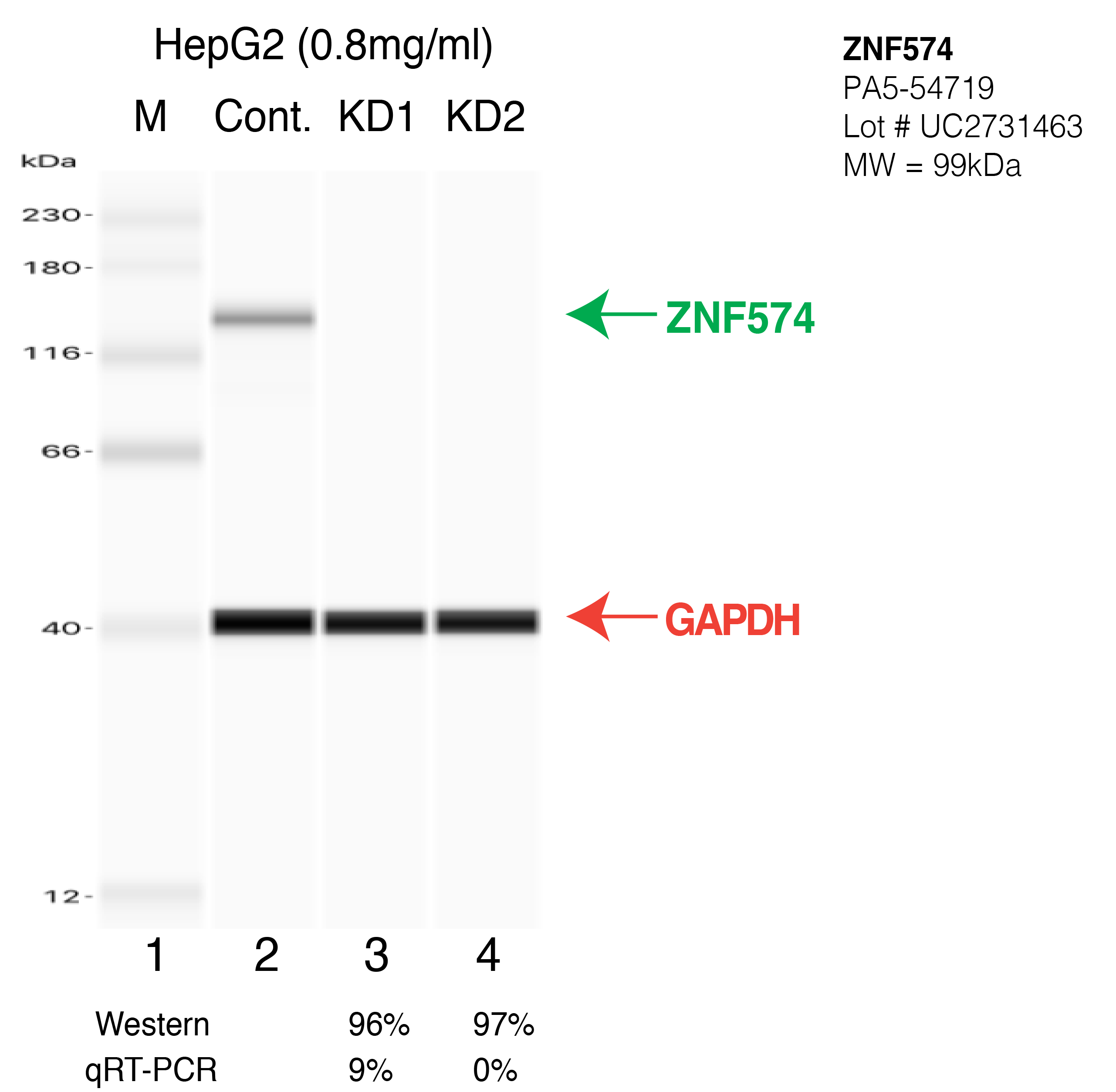 ZNF574-HepG2-CRISPR-PA5-54719.png<br>Caption: Western blot following CRISPR against ZNF574 in HepG2 whole cell lysate using ZNF574 specific antibody. Lane 1 is a ladder, lane 2 is HepG2 non-targeting control knockdown, lane 3 and 4 are two different CRISPR against ZNF574. ZNF574 protein appears as the green arrow, GAPDH serves as a control and appears in red arrow.