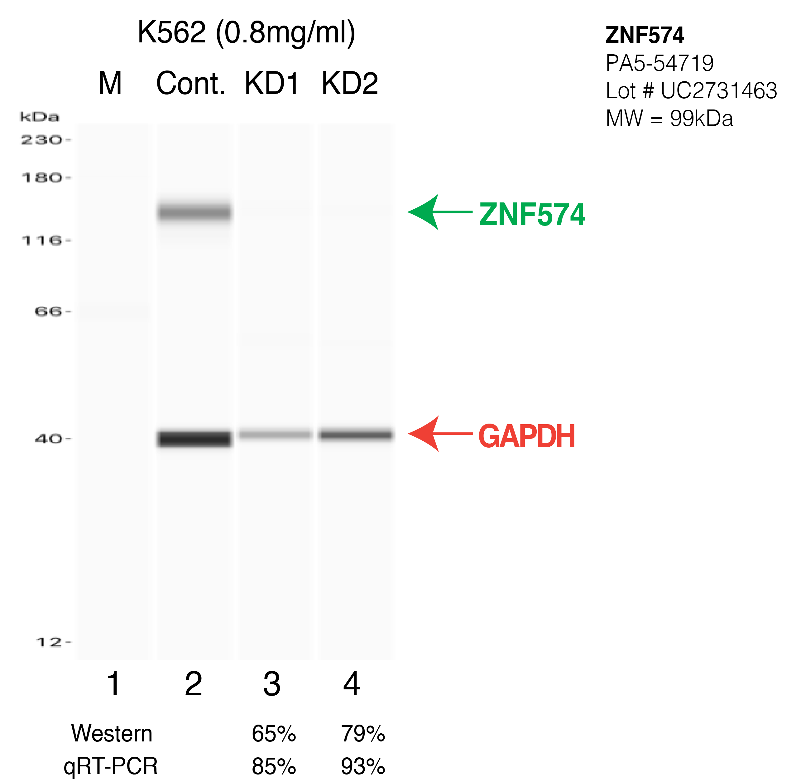 ZNF574-K562-CRISPR-PA5-54719.png<br>Caption: Western blot following CRISPR against ZNF574 in K562 whole cell lysate using ZNF574 specific antibody. Lane 1 is a ladder, lane 2 is K562 non-targeting control knockdown, lane 3 and 4 are two different CRISPR against ZNF574. ZNF574 protein appears as the green arrow, GAPDH serves as a control and appears in red arrow.