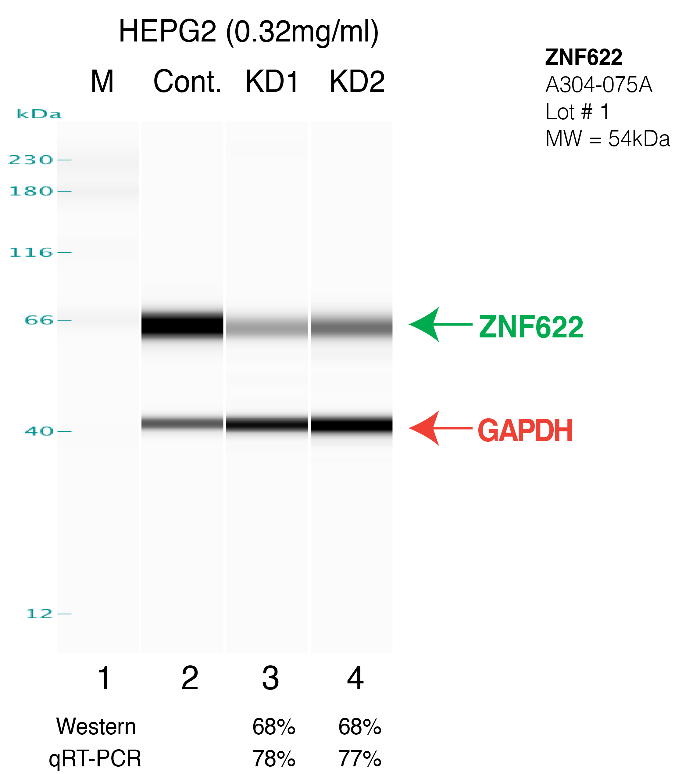 ZNF622-HEPG2.png<br>Caption: Western blot following shRNA against ZNF622 in HepG2 whole cell lysate using ZNF622 specific antibody. Lane 1 is a ladder, lane 2 is HepG2 non-targeting control knockdown, lane 3 and 4 are two different shRNAs against ZNF622. ZNF622 protein appears as the green arrow, GAPDH serves as a control and appears in red arrow.