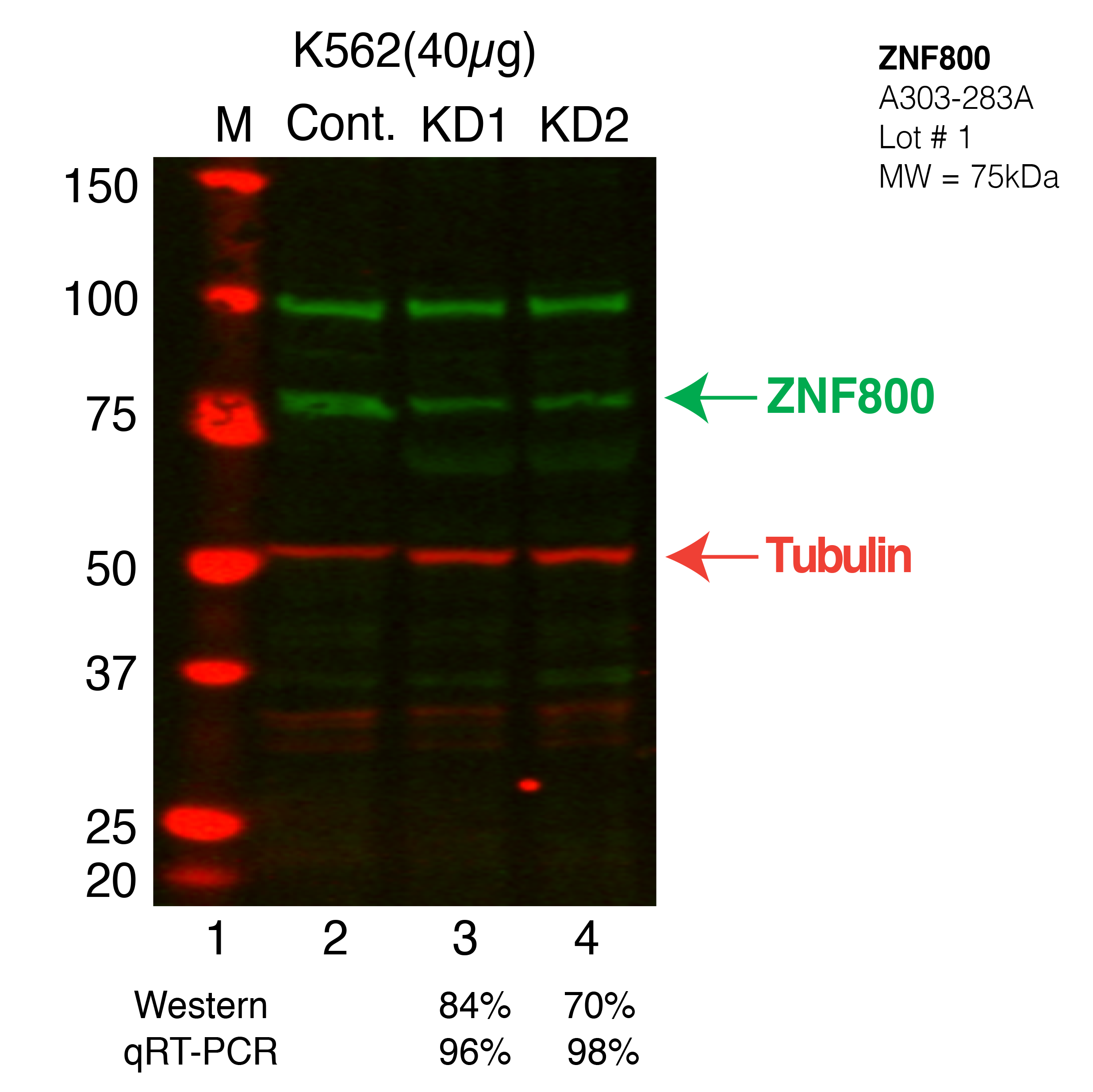 ZNF800-CRISPR-K562.png<br>Caption: Western blot following CRISPR against ZNF800 in K562 whole cell lysate using ZNF800 specific antibody. Lane 1 is a ladder, lane 2 is K562 non-targeting control knockdown, lane 3 and 4 are two different CRISPR against ZNF800. ZNF800 protein appears as the green arrow, Tubulin serves as a control and appears in red arrow.