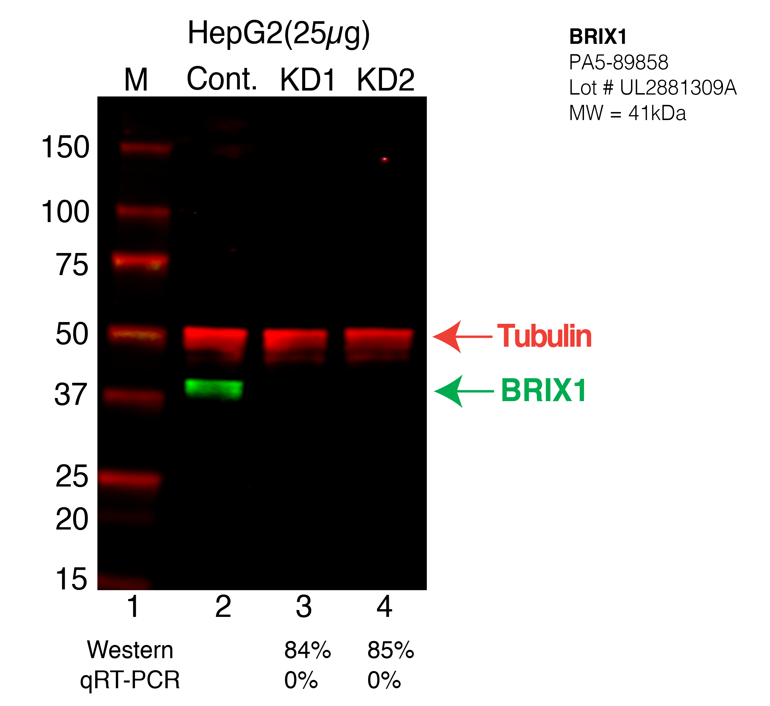 brix1-HEPG2-CRISPR-PA5-89858.png<br>Caption: Western blot following CRISPR against BRIX1 in HepG2 whole cell lysate using BRIX1 specific antibody. Lane 1 is a ladder, lane 2 is HepG2 non-targeting control knockdown, lane 3 and 4 are two different CRISPR against BRIX1. BRIX1 protein appears as the green arrow, Tubulin serves as a control and appears in red arrow.